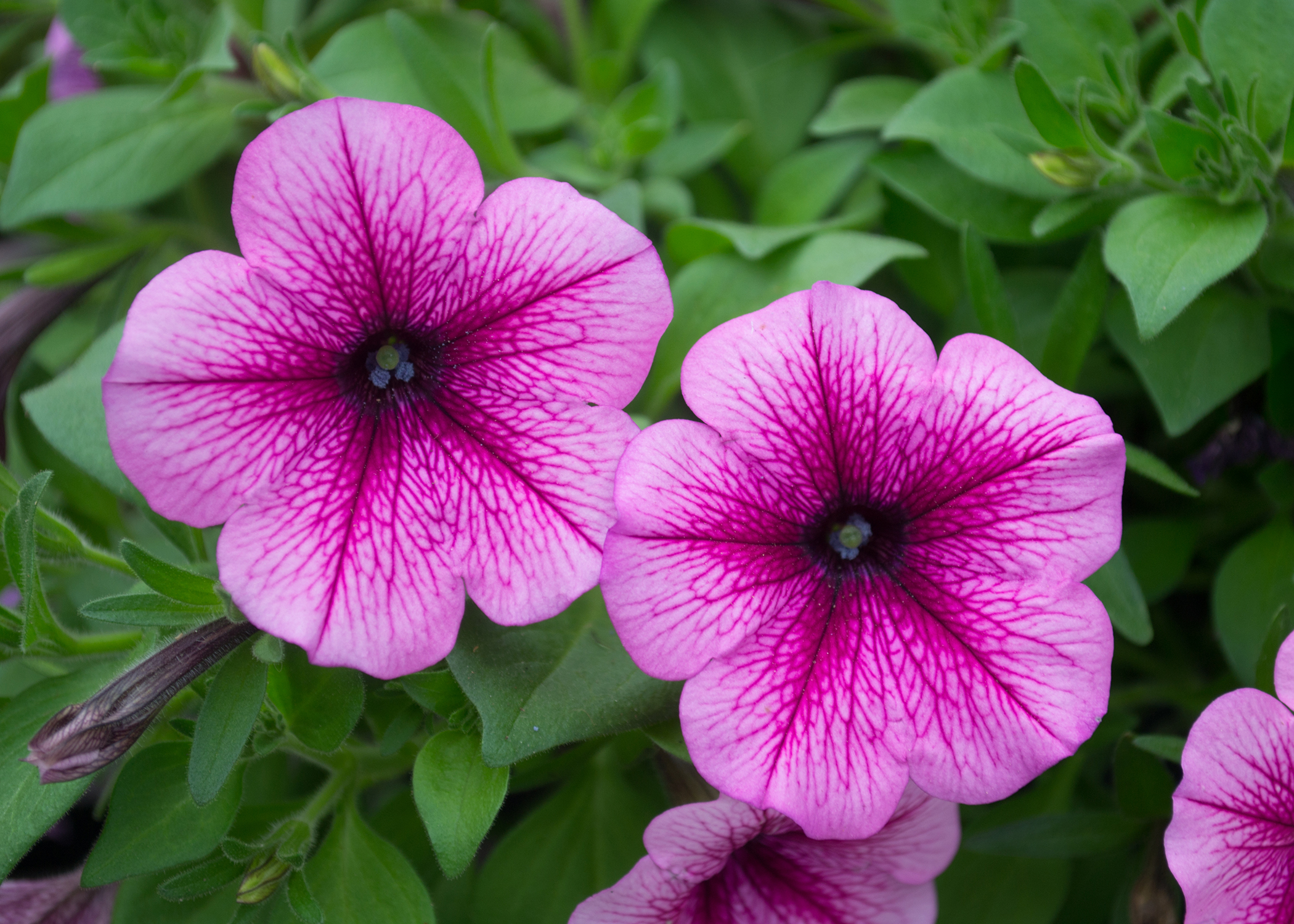 Two pink flowers have dark centers.