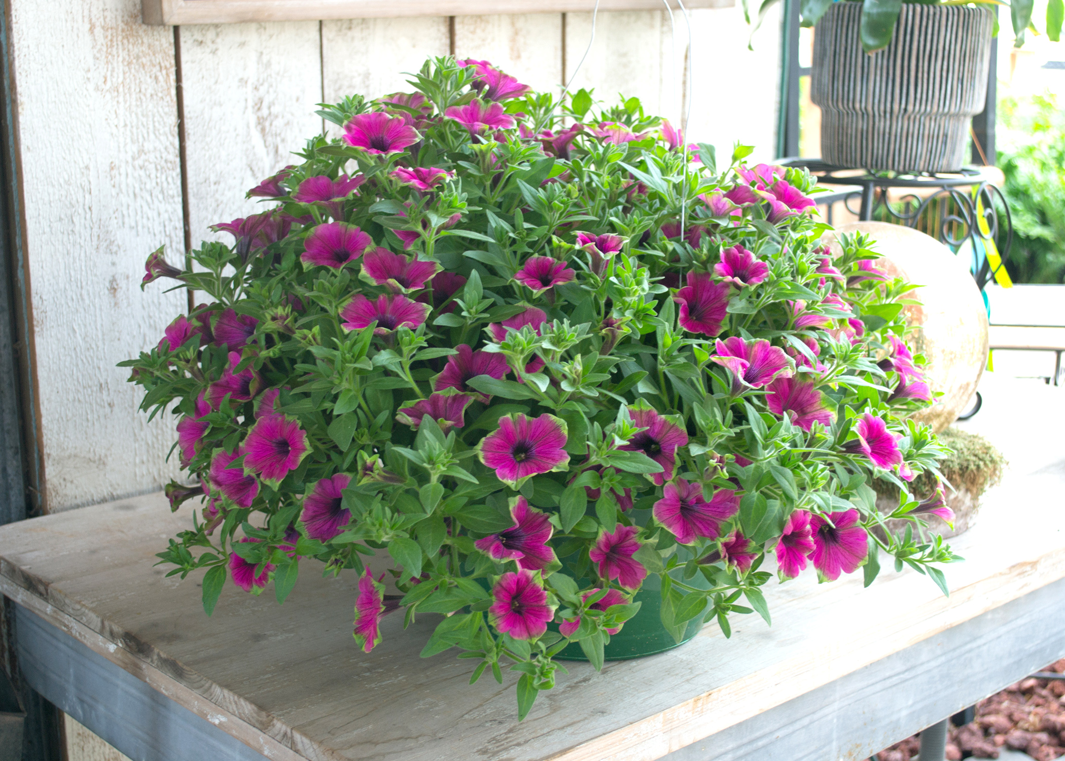 A plant covered with pink blooms sets on a wooden bench.