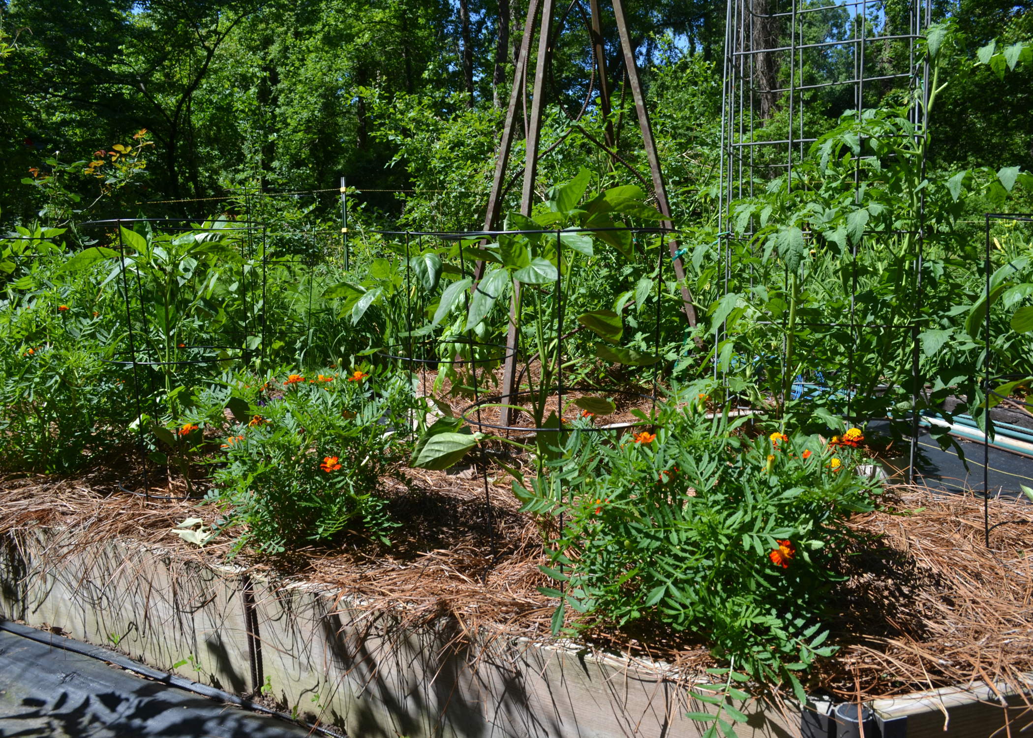 Small plants with orange blooms grow in a raised wooden box.