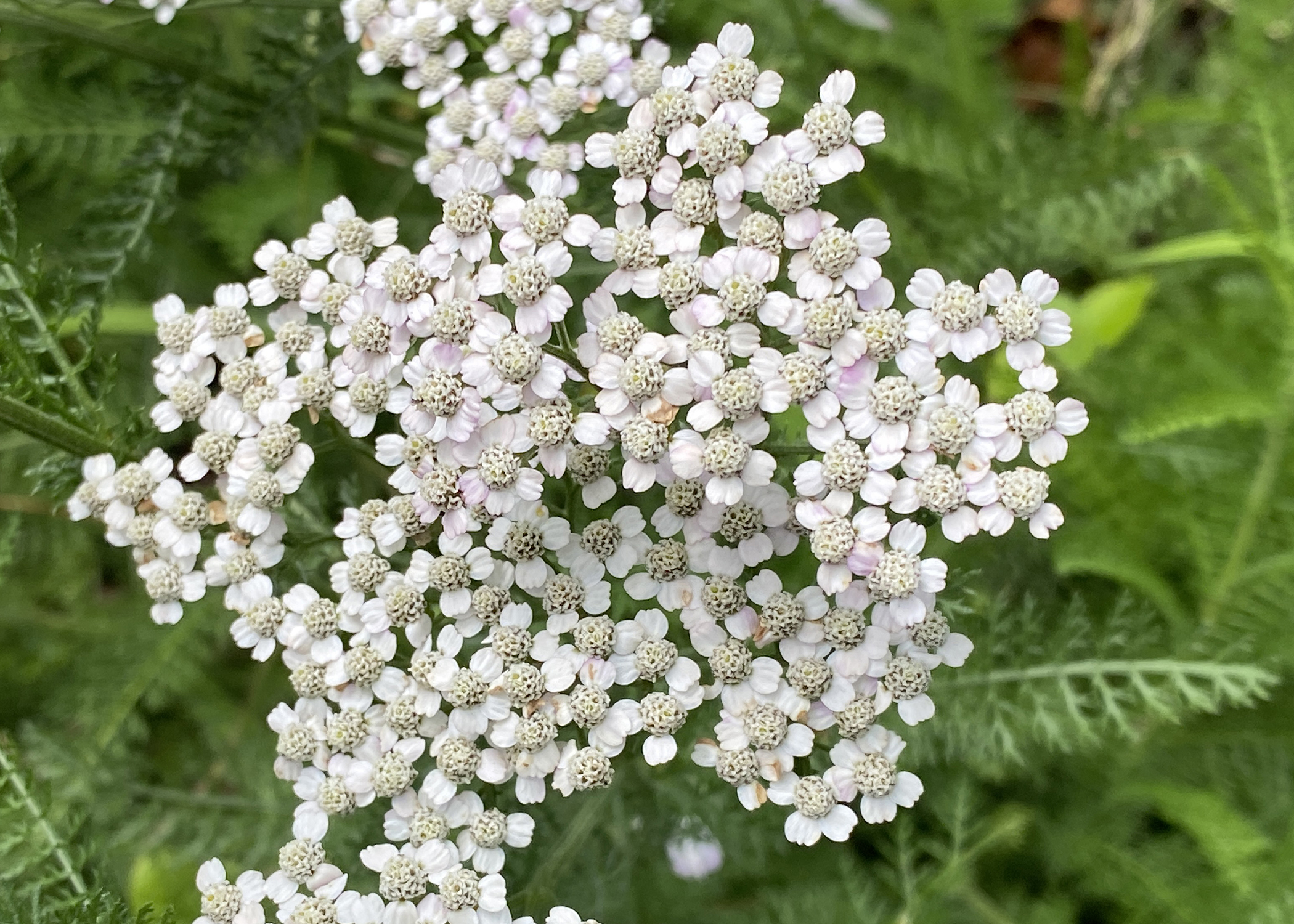 Small, lacy flowers bloom in a cluster.