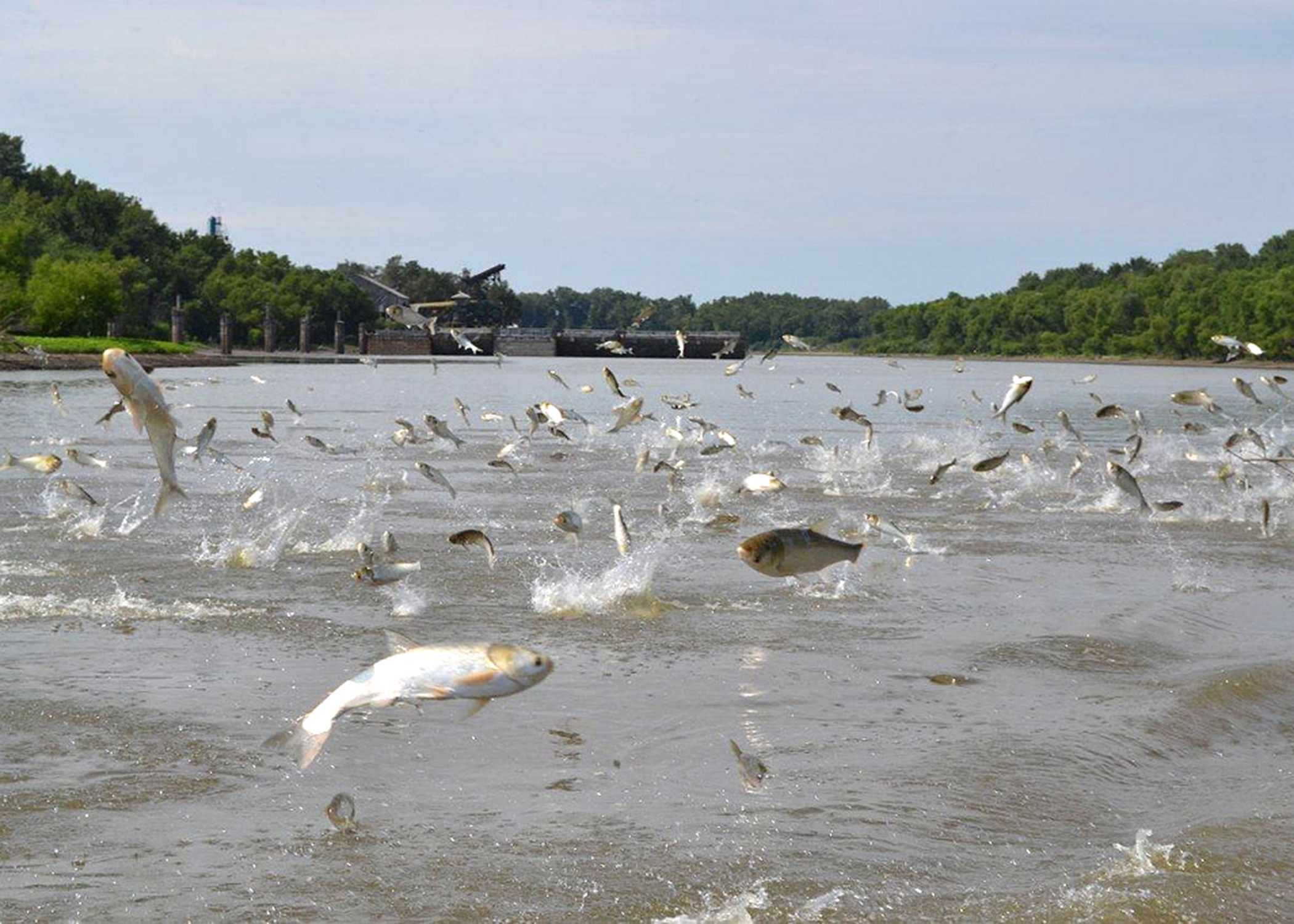Extension Outdoors Asian carp: Where do we go from here