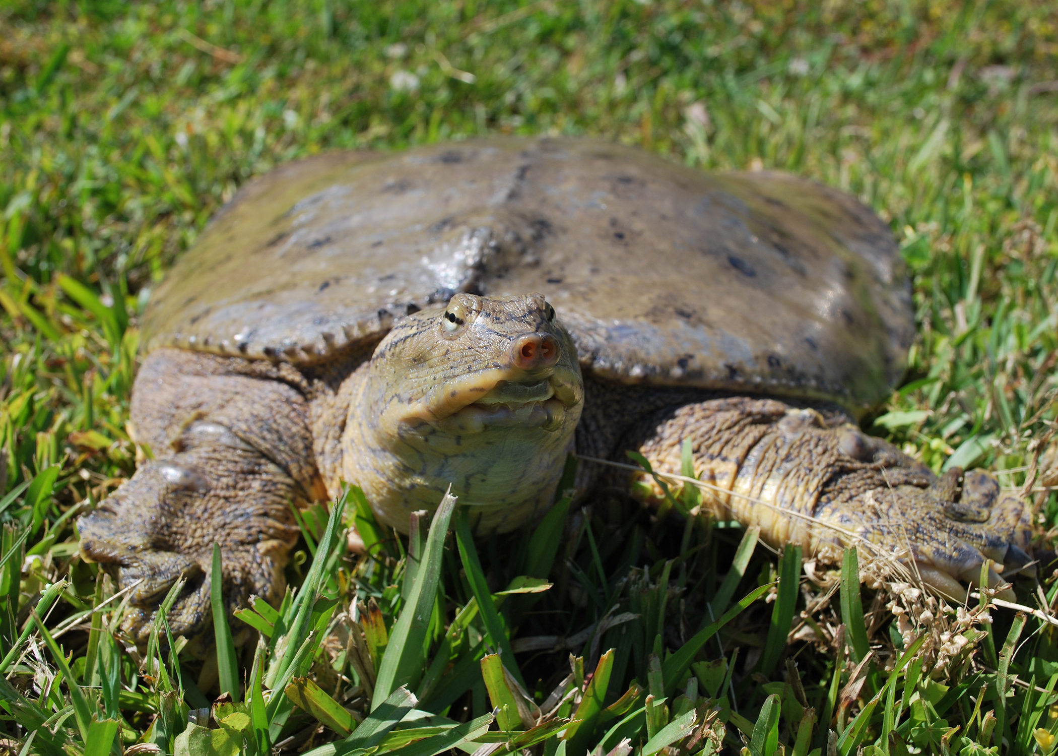 Help! There are turtles in my pond! | Mississippi State University  Extension Service