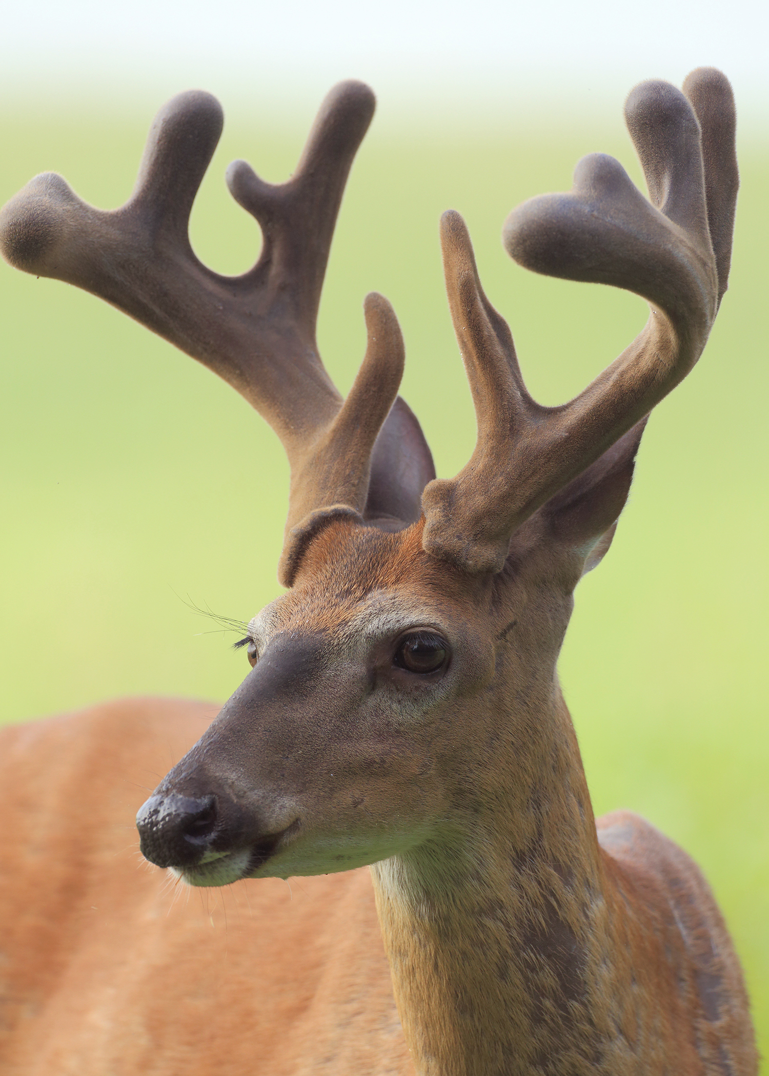 deer shedding antlers