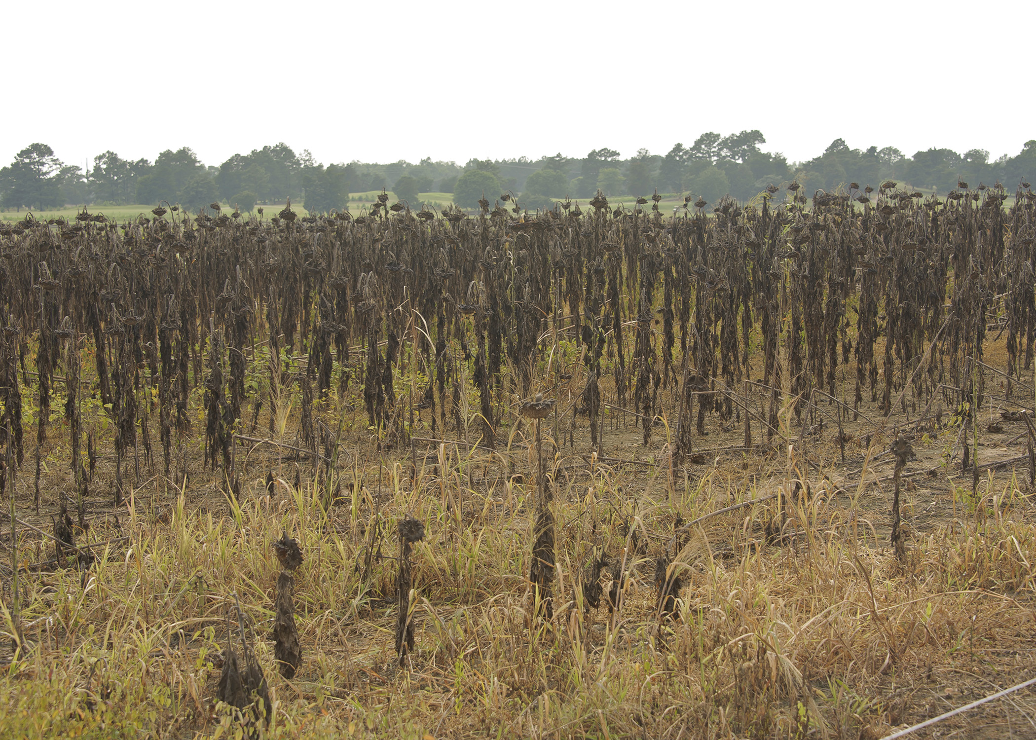 dove-proso-millet-vs-brown-top-millet