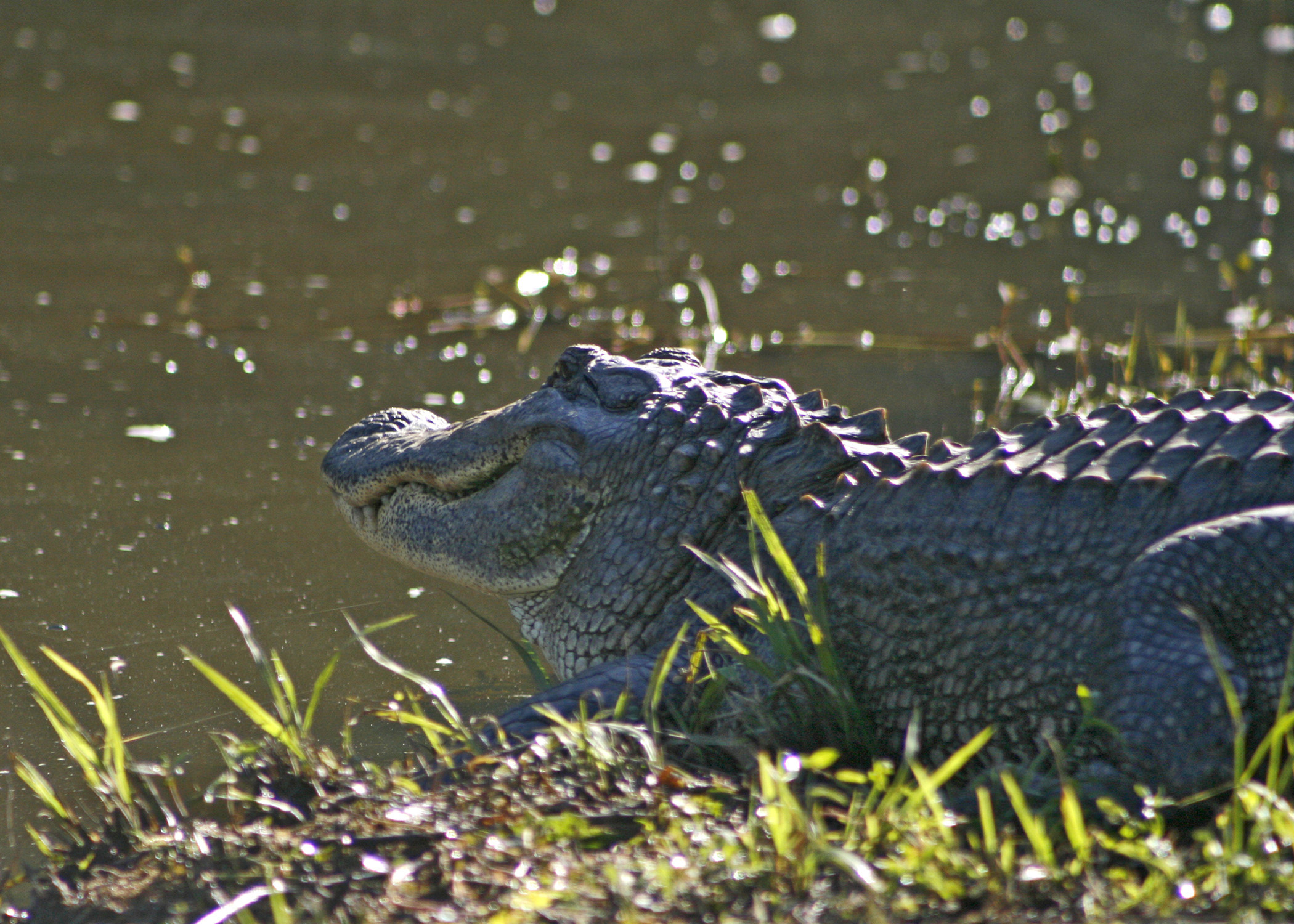 Control nuisance animals to protect ponds, lakes | Mississippi State