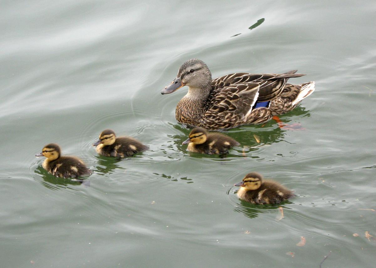 These ducklings will depend on their mother for protection and guidance until they are mature enough for their own adventures. (MSU Extension Service file photo)