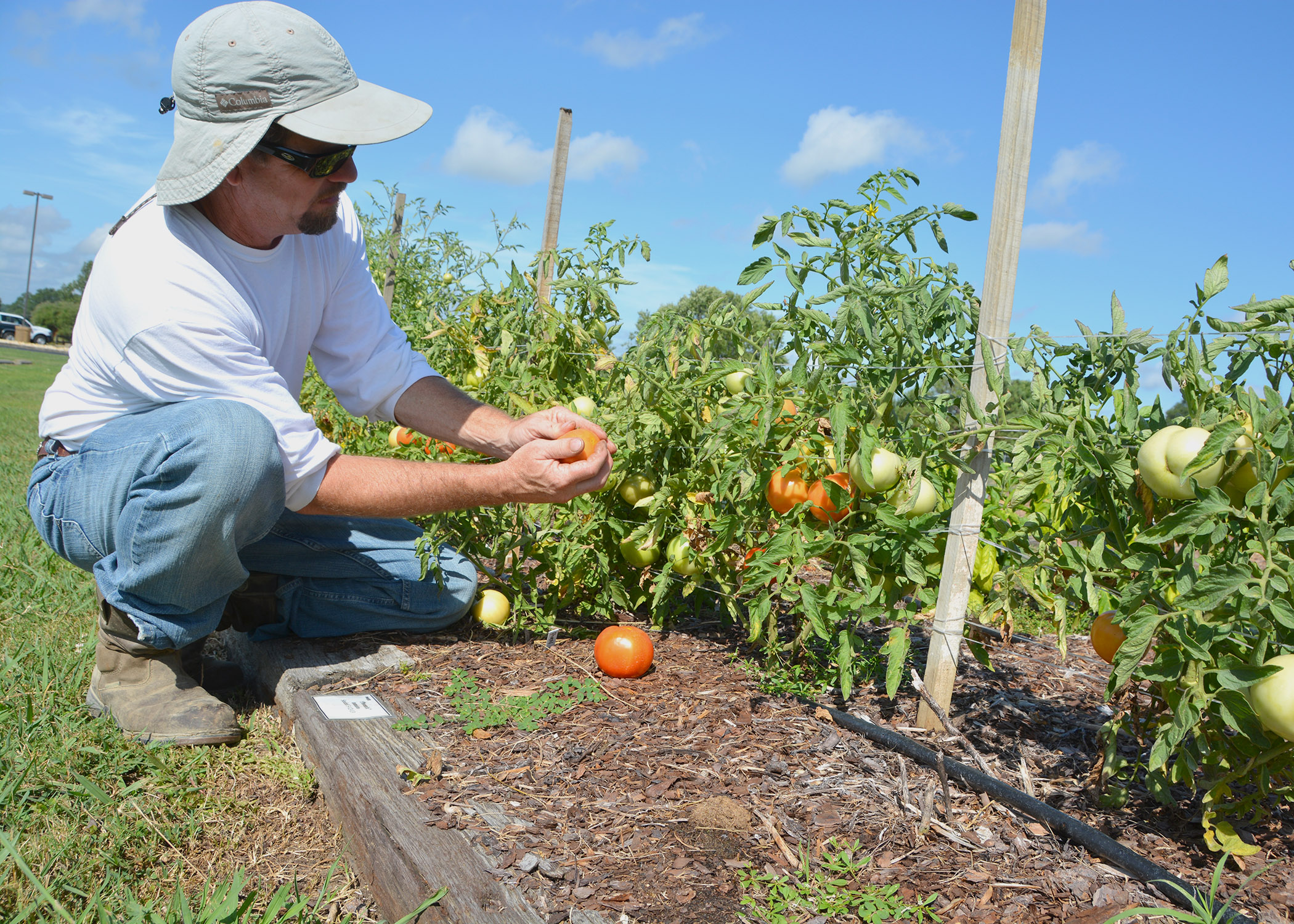 Thomas county crop production and horticulture extension agent