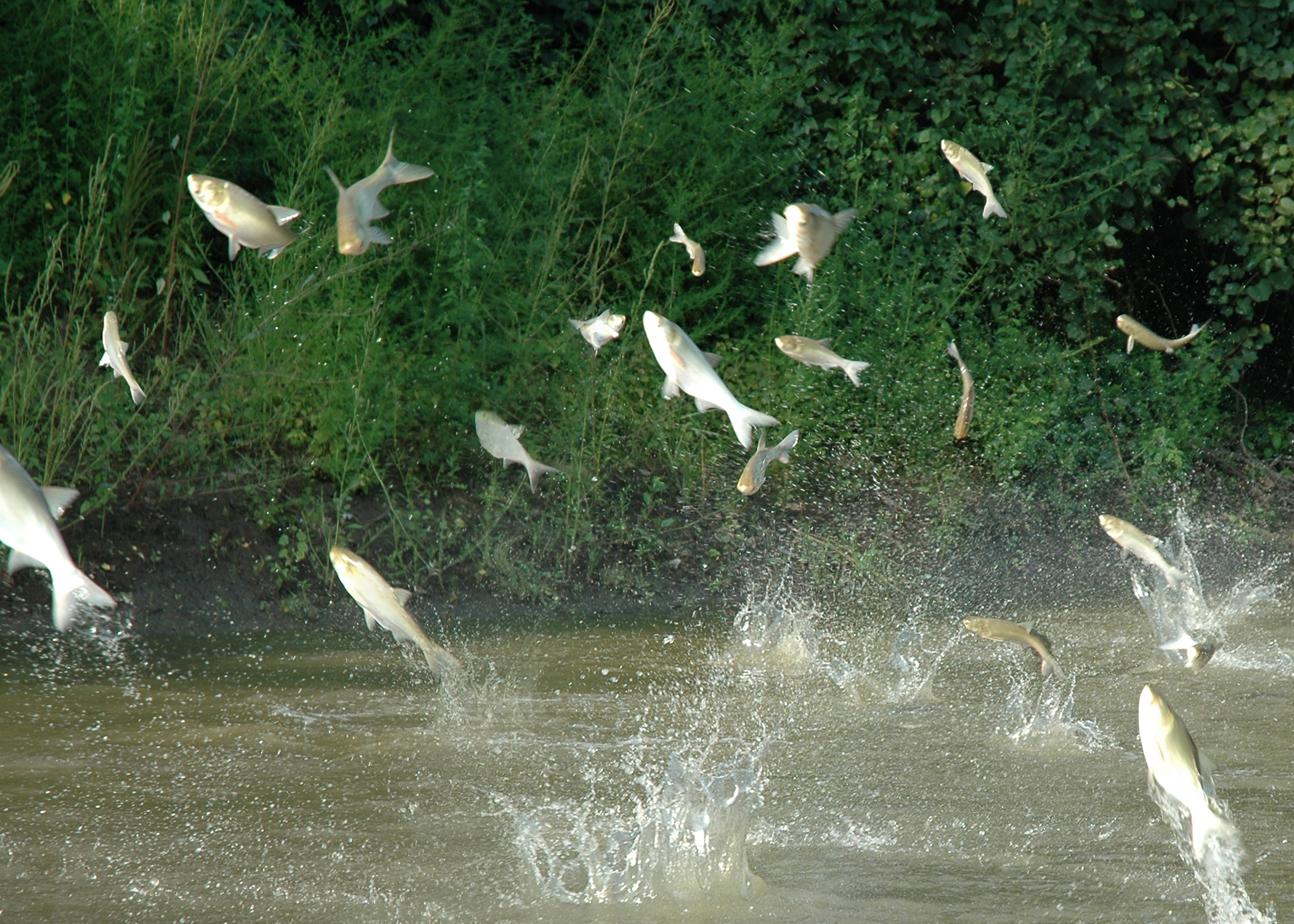 Asian shop carp jumping