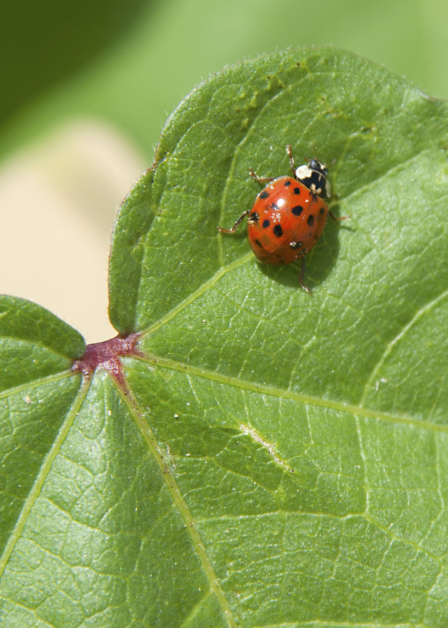 Asian lady beetles move indoors for winter, Illinois Extension