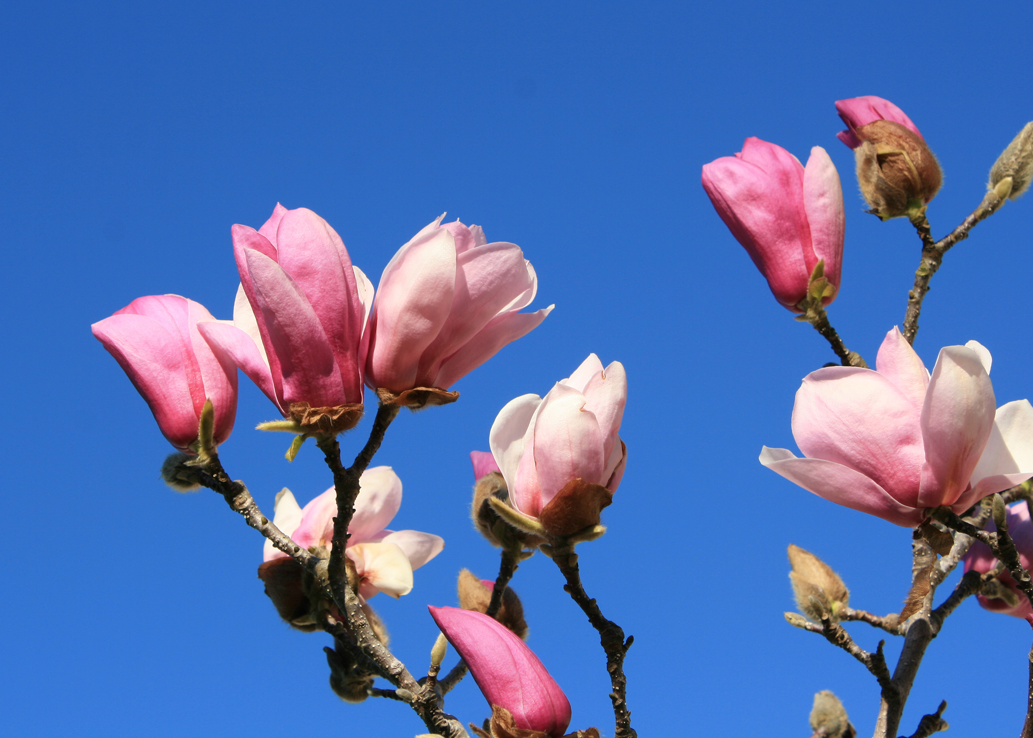 Saucer Magnolia Flowers Are Early