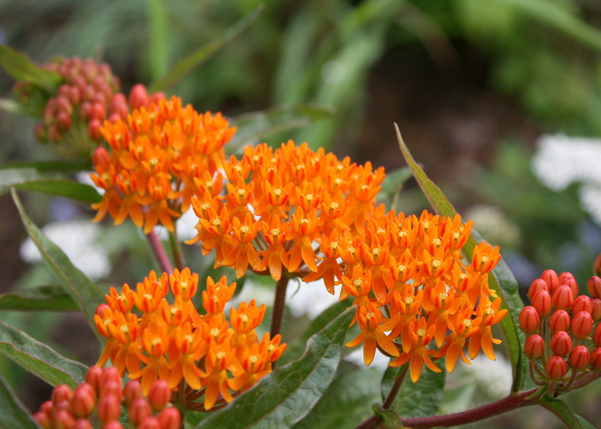 Native butterfly weed is great garden choice | Mississippi State ...