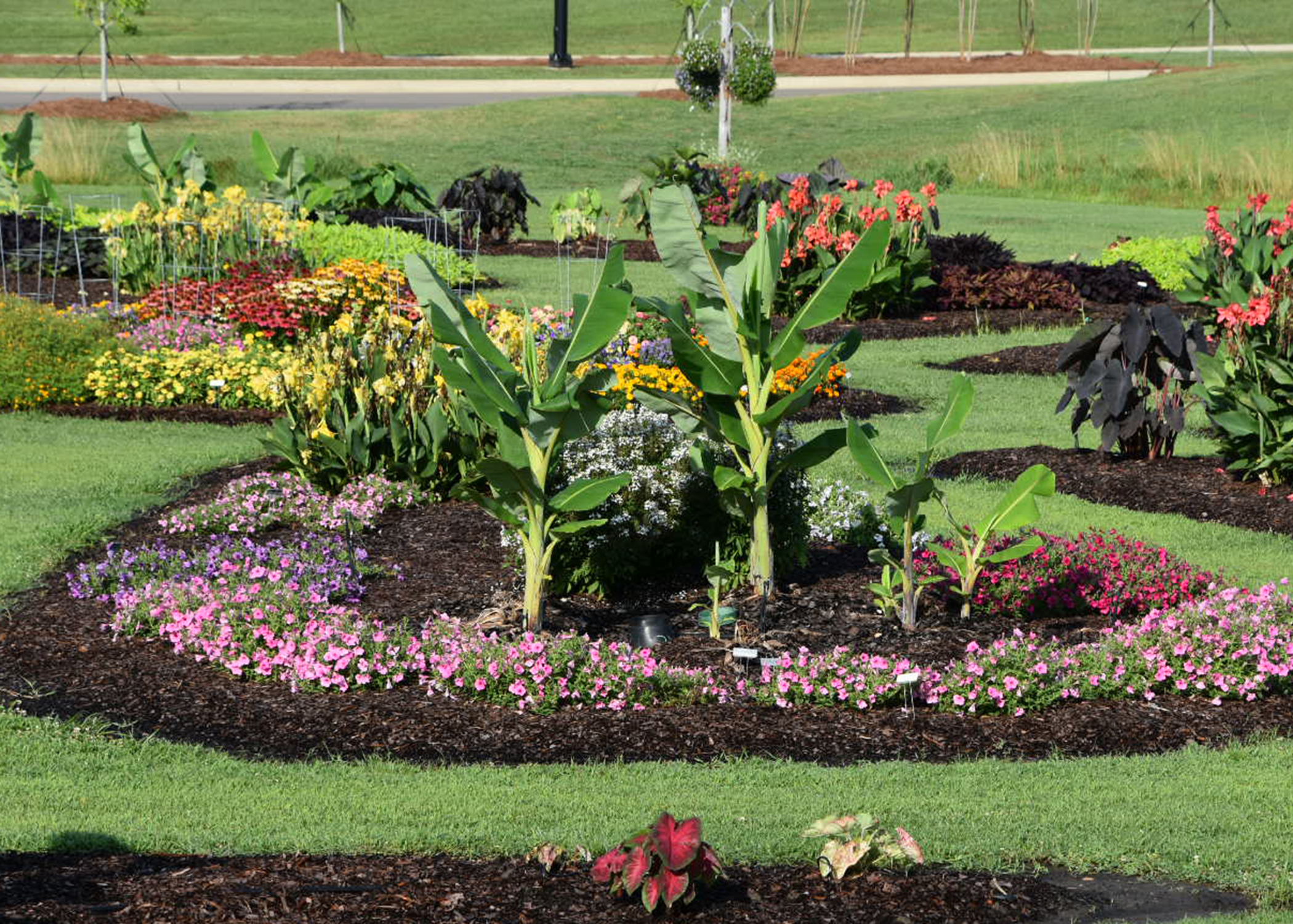 Trial Gardens Offer Good Info To Home Gardeners Mississippi State