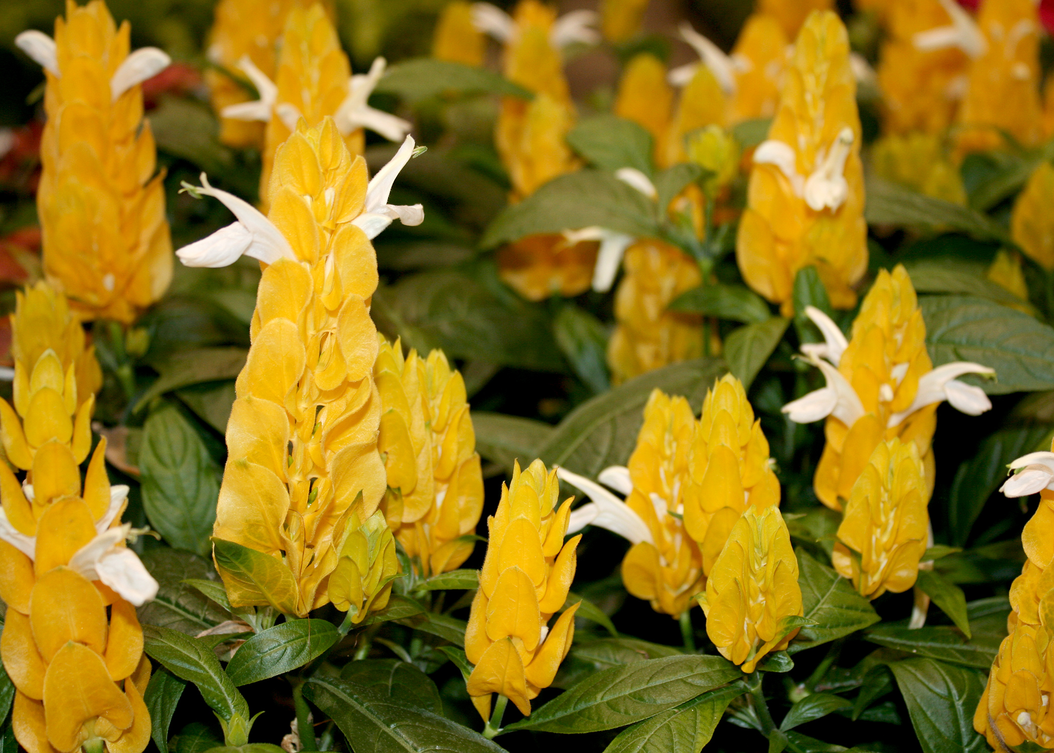 Цветок С Желтыми Цветами Комнатный Пахистахис