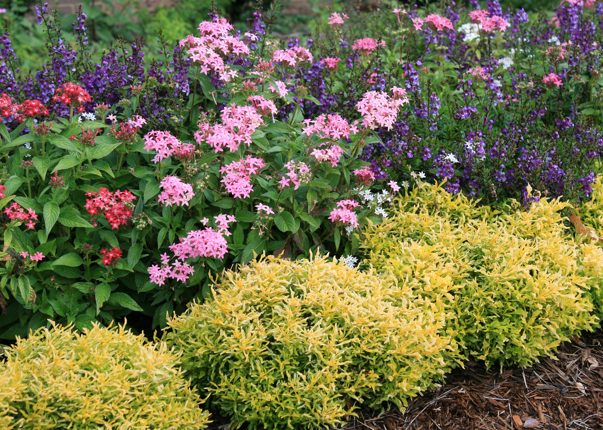 Gold Threads Alternanthera has banana-yellow foliage with delicate green lacing. It forms small mounds and can be used to edge a landscape bed. (Photo by MSU Extension/Gary Bachman)