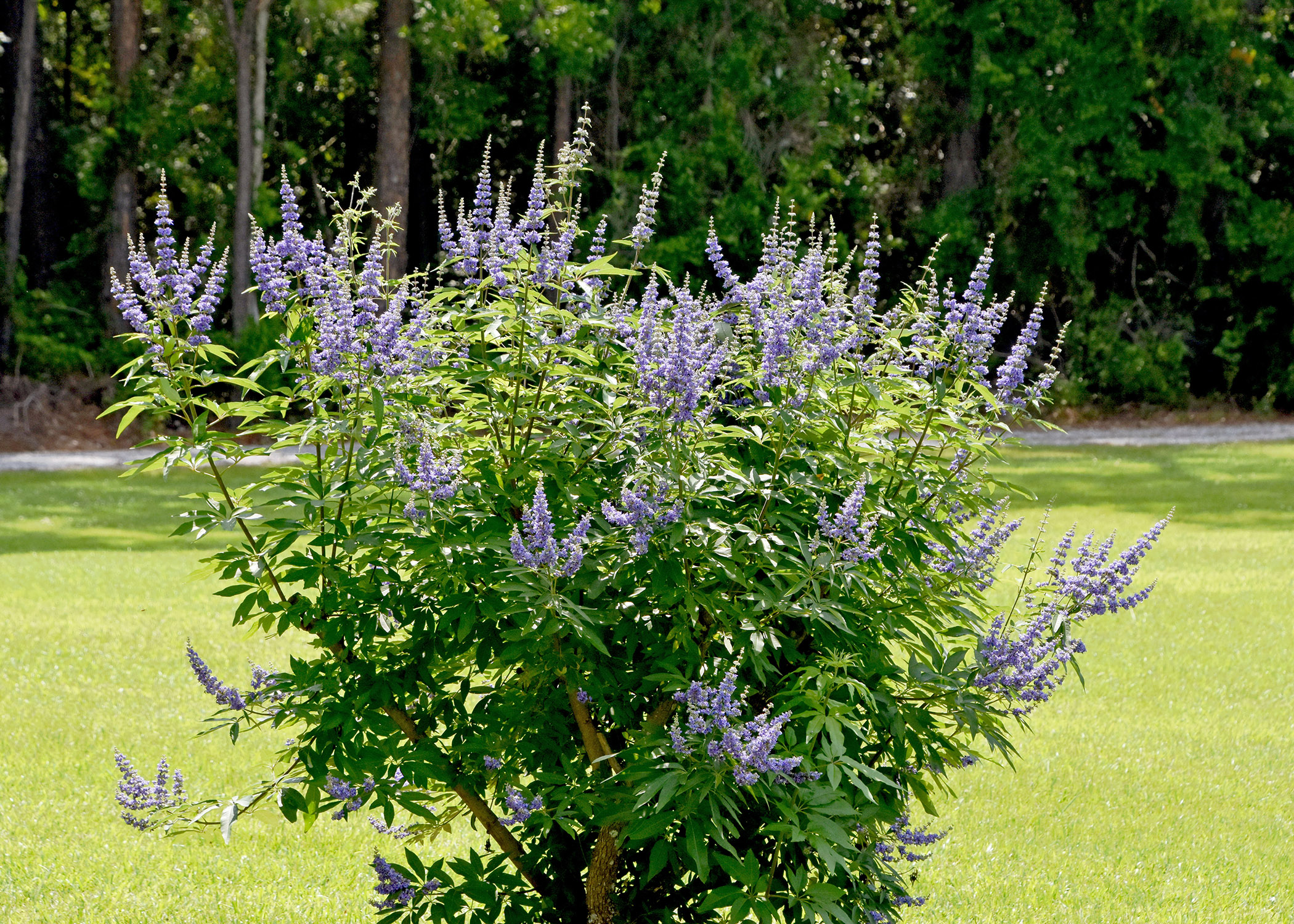 Vitex bloom faithfully each summer in South | Mississippi State