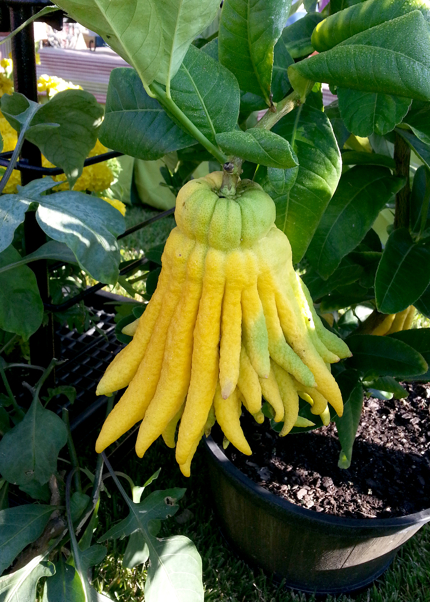 Buddha Hand is a strange-looking citrus that is used as zest for flavoring or as the strange, candied fruit in holiday cakes. (Photo by MSU Extension/Gary Bachman)