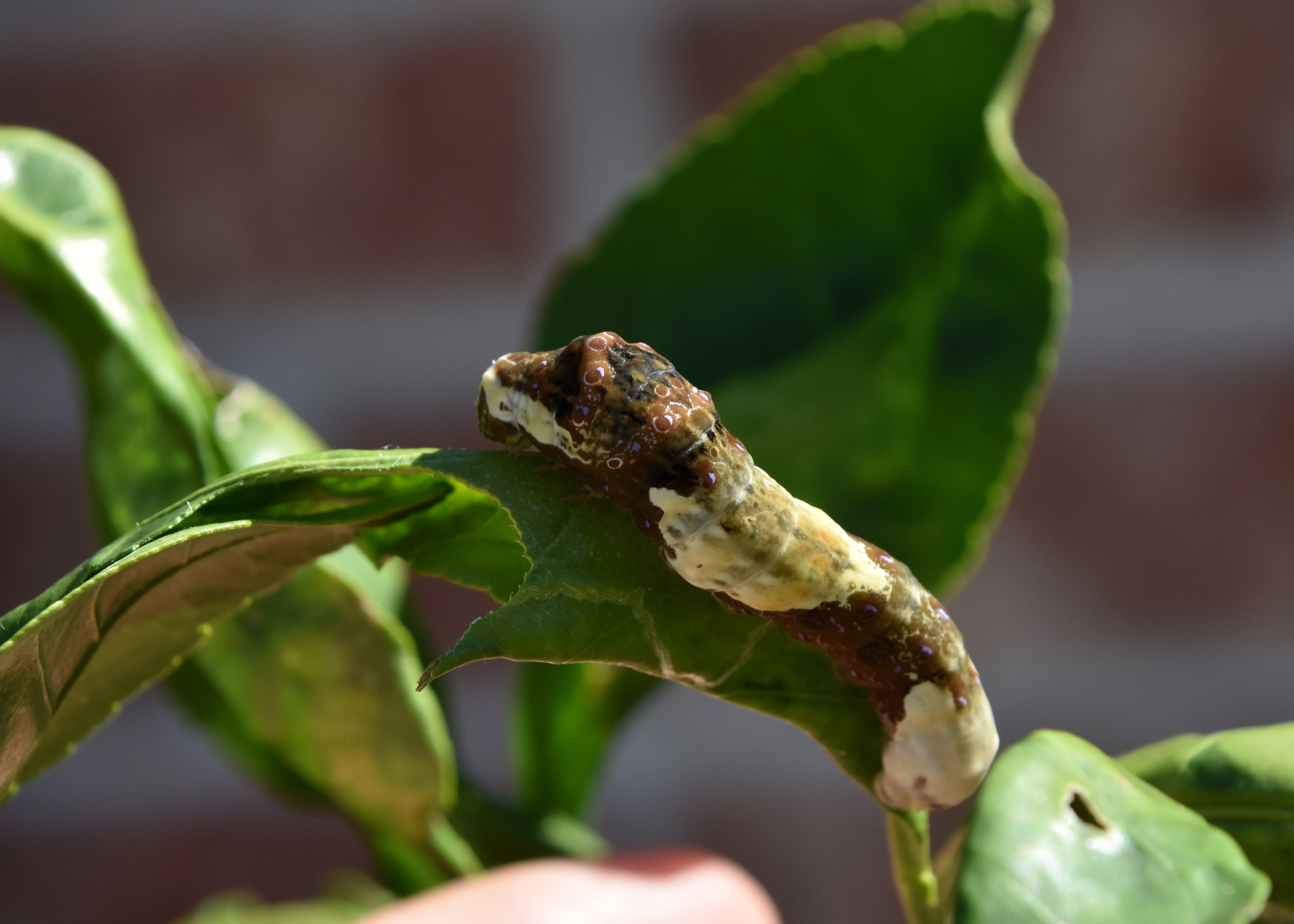 This caterpillar of the Giant Swallowtail butterfly is known as the bird-dropping caterpillar because of its appearance, which is a defense against predators. Citrus is one of its preferred host plants. (Photo by MSU Extension/Gary Bachman)