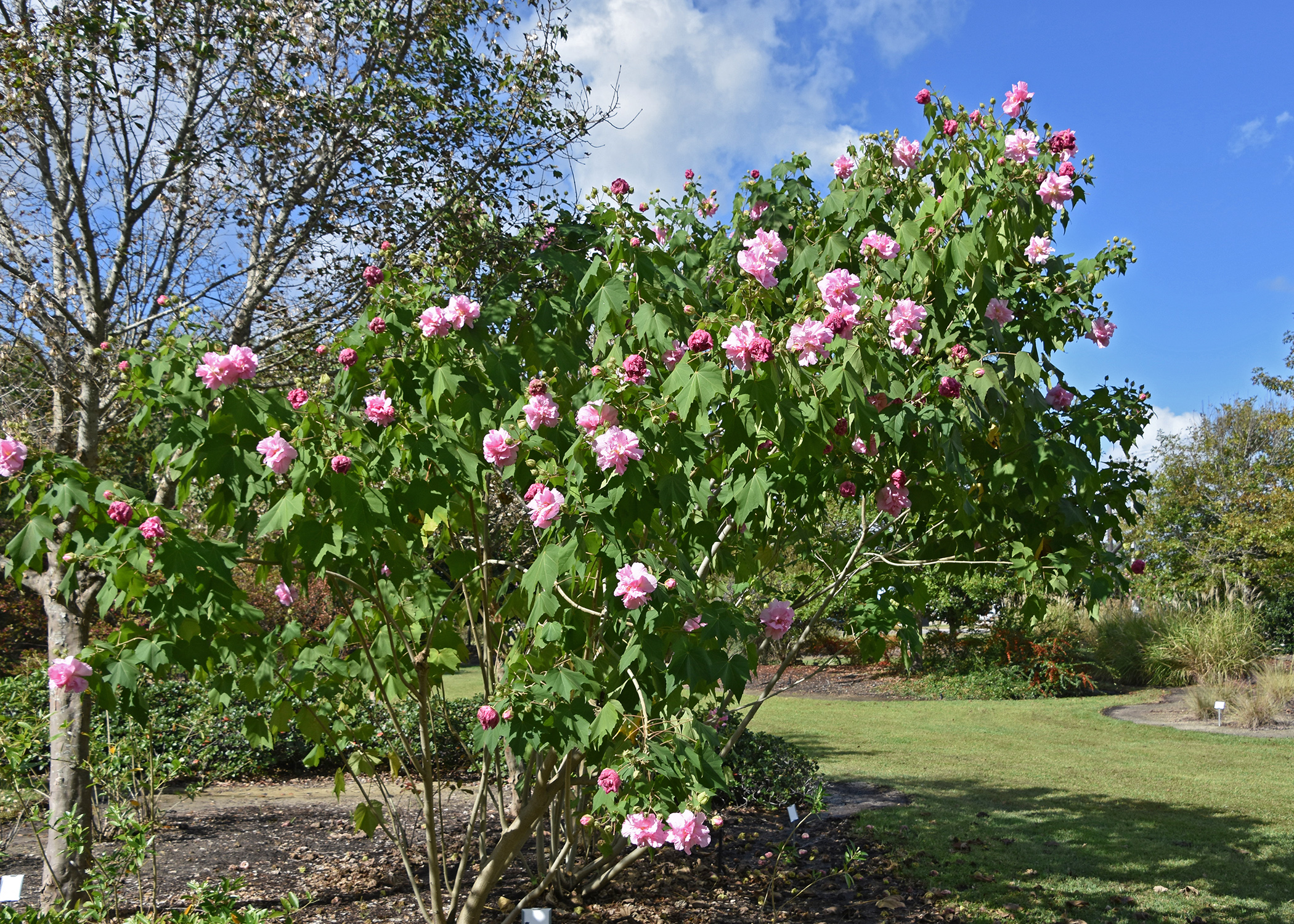 Confederate Rose works best as a landscape specimen to properly display its gorgeous flowers that bloom in prodigious numbers. (Photo by MSU Extension/Gary Bachman)