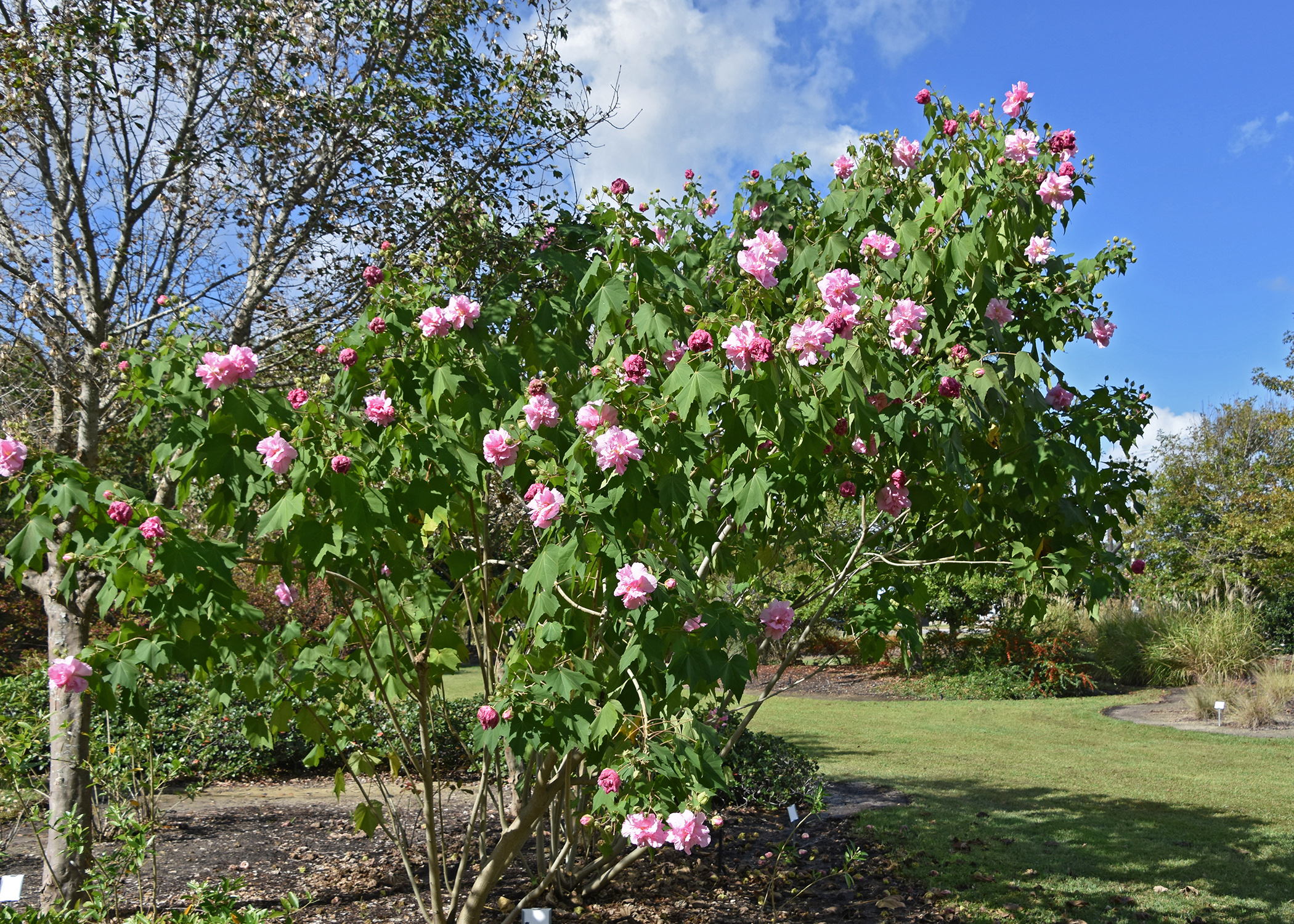 Try Confederate Rose A Pass along Heirloom Mississippi State 