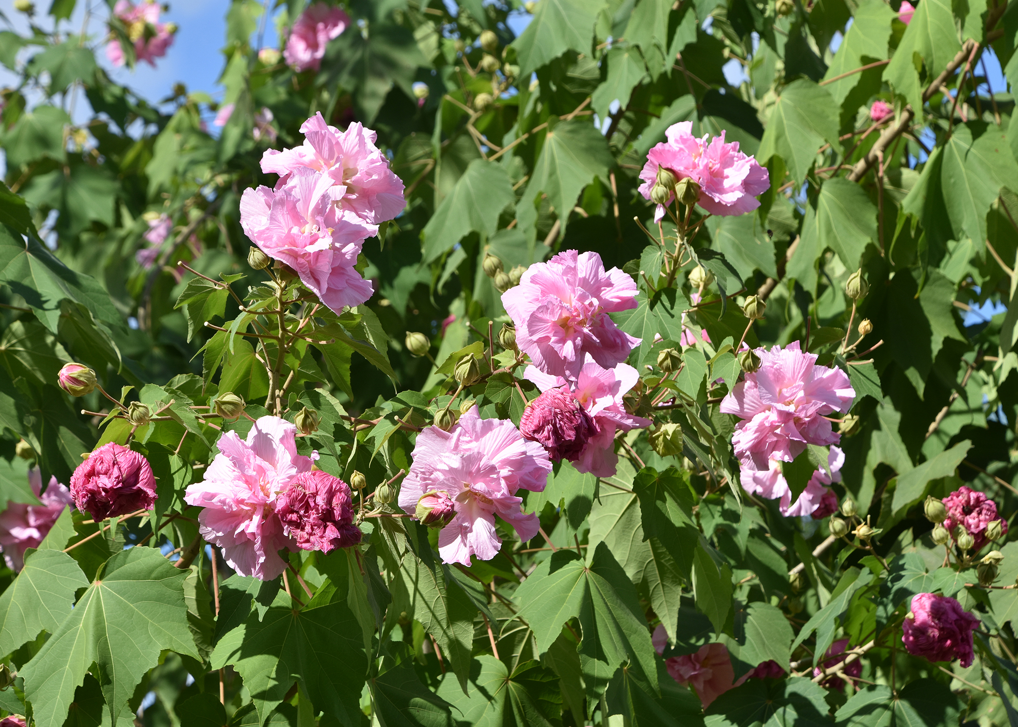 How to Prepare for Rose Bloom Season