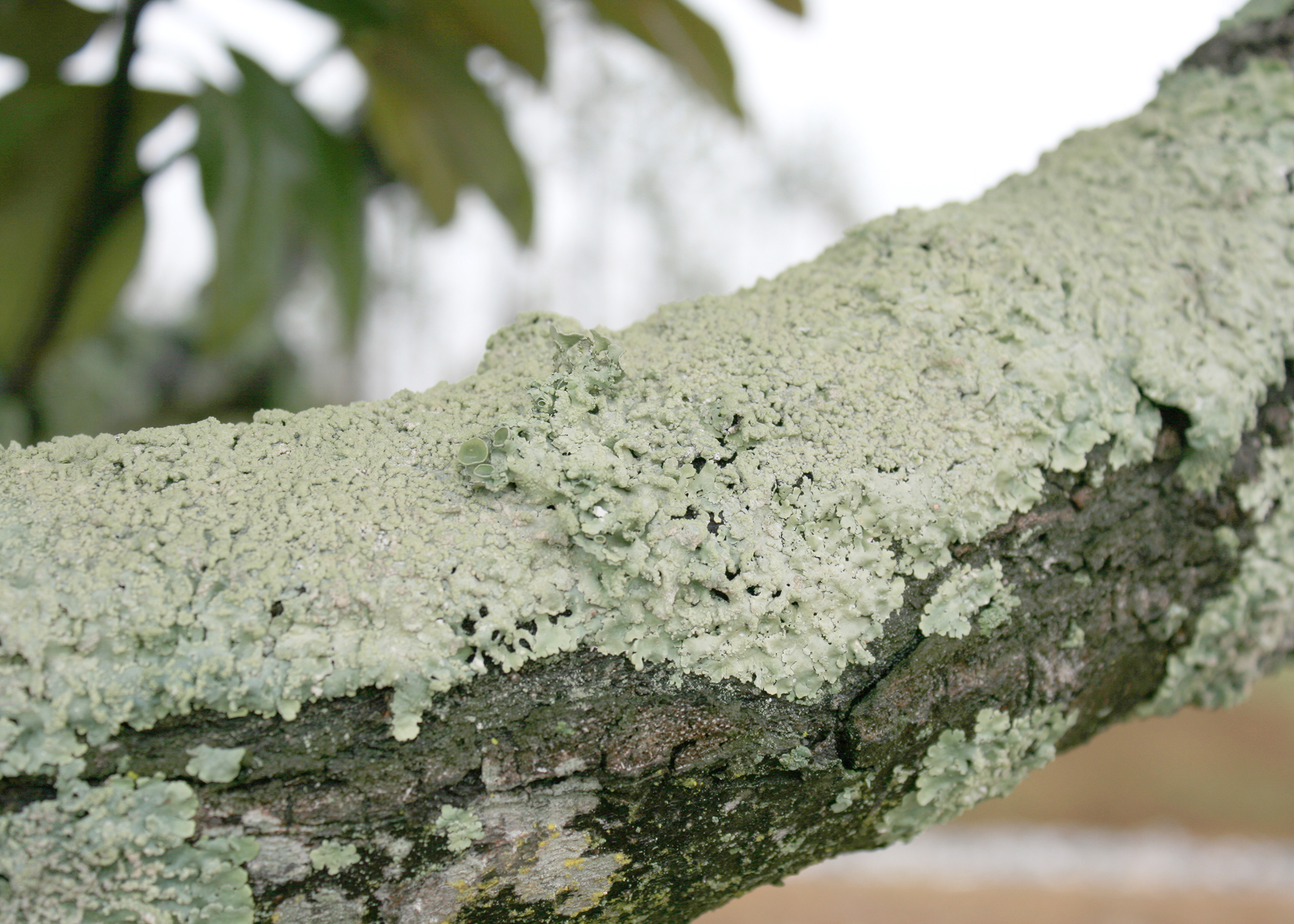 Sustainable Oak Leaf Lichen Fabric