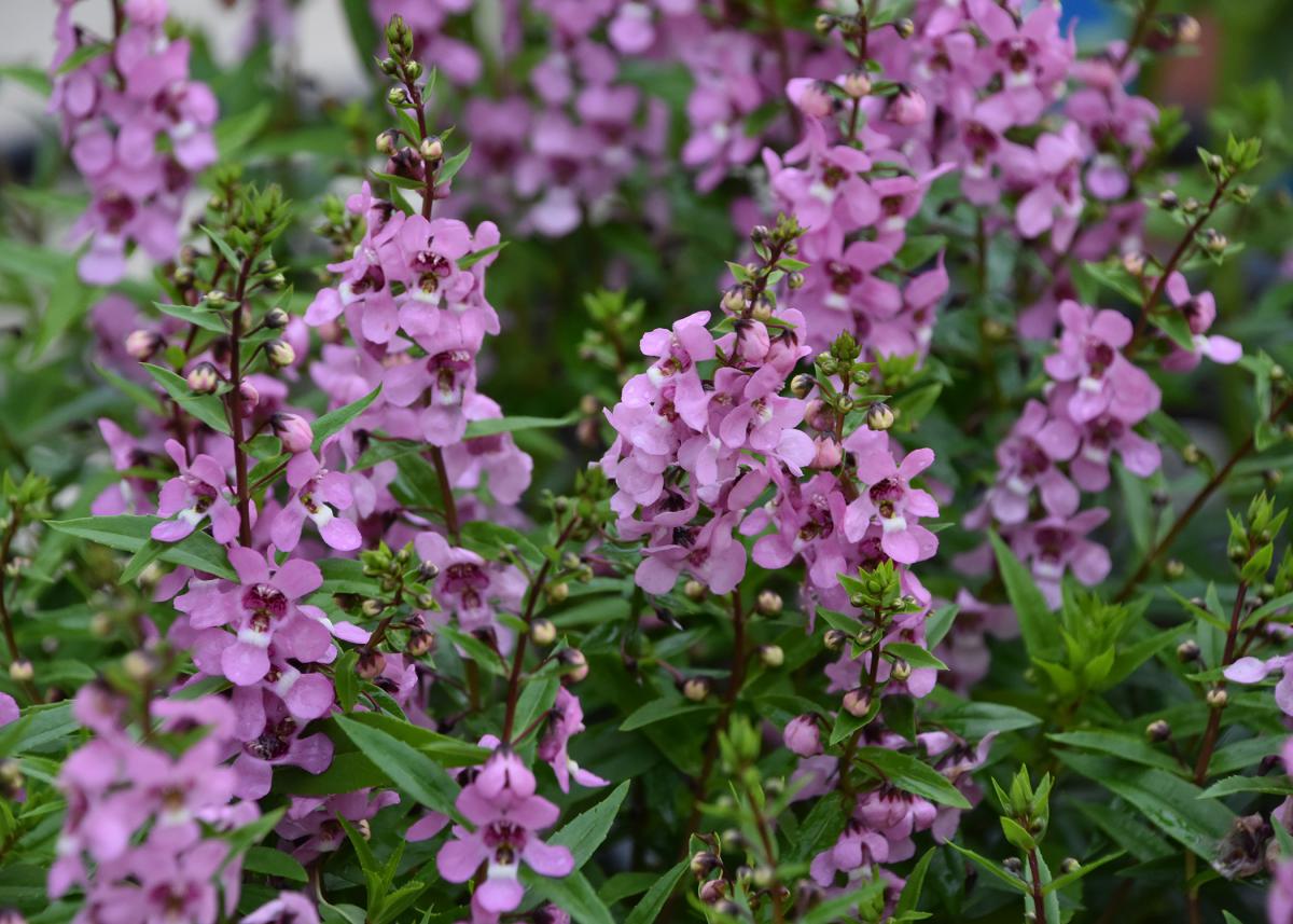 Serenita Angelonias are more dwarf and compact than Serenas. This Serenita Pink variety was an All-America Selection winner in 2014 and a Mississippi Medallion winner last year. (Photo by MSU Extension Service/Gary Bachman)