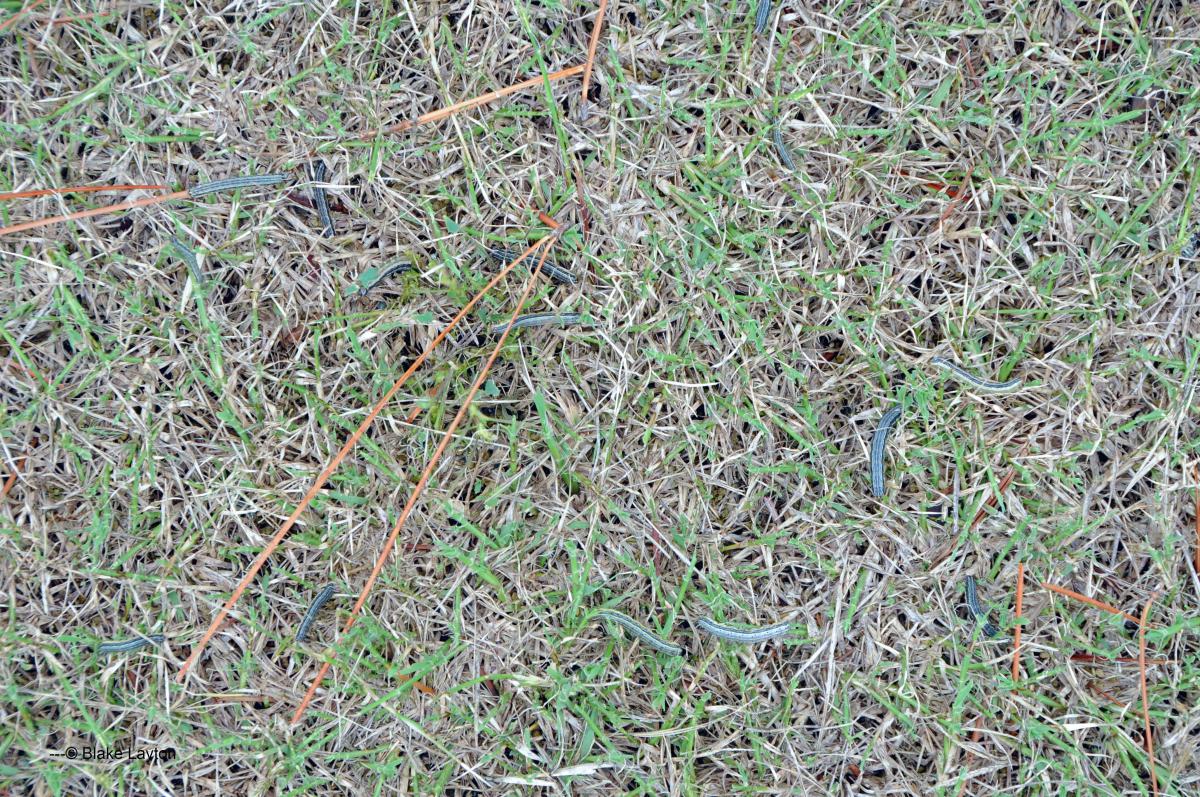 dark colored caterpillars feeding on bermudagrass.