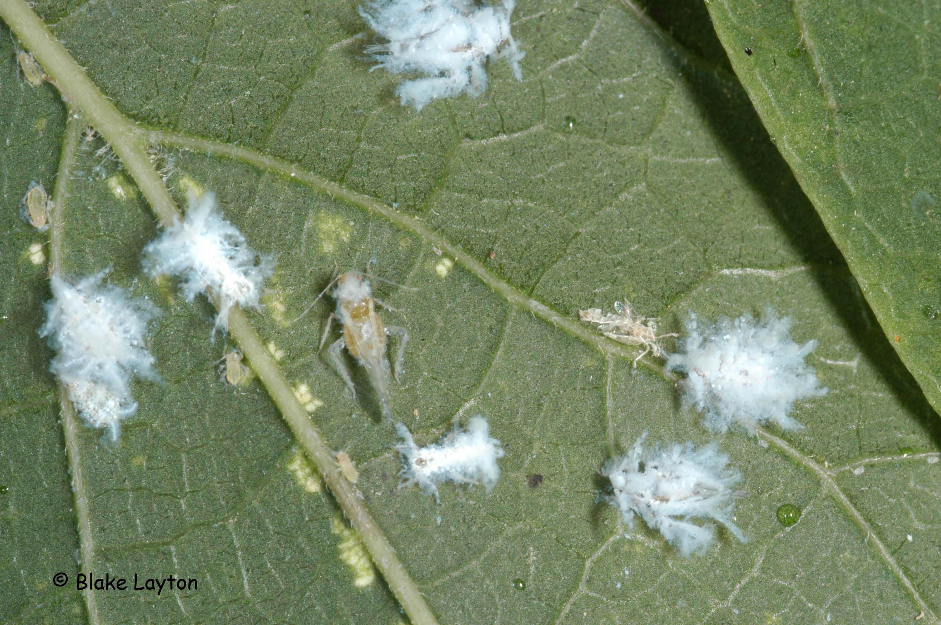 wooly aphids