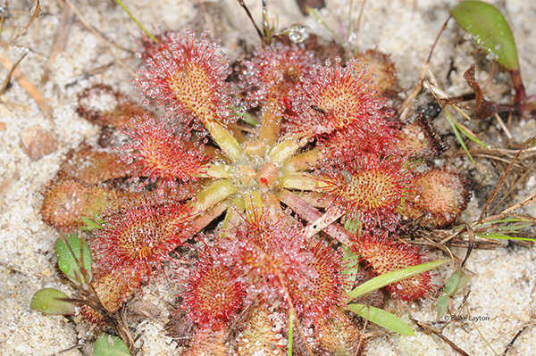 Dwarf Sundew, Vol. 9, No. 06  Mississippi State University