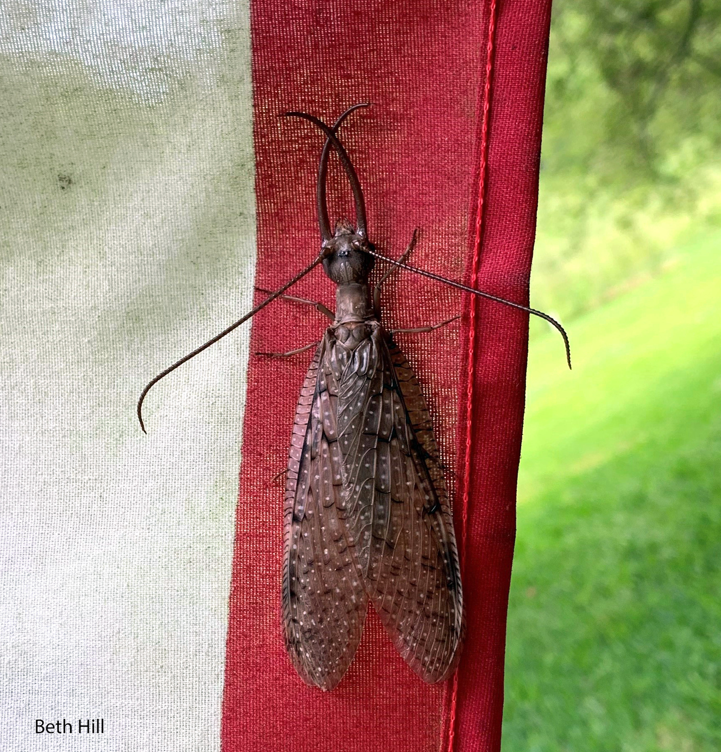 Eastern Dobsonfly Vol. 9, No. 24  Mississippi State University Extension  Service