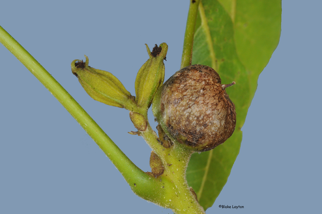 close-up photo of a phylloxera gall and two pecan nutlets.