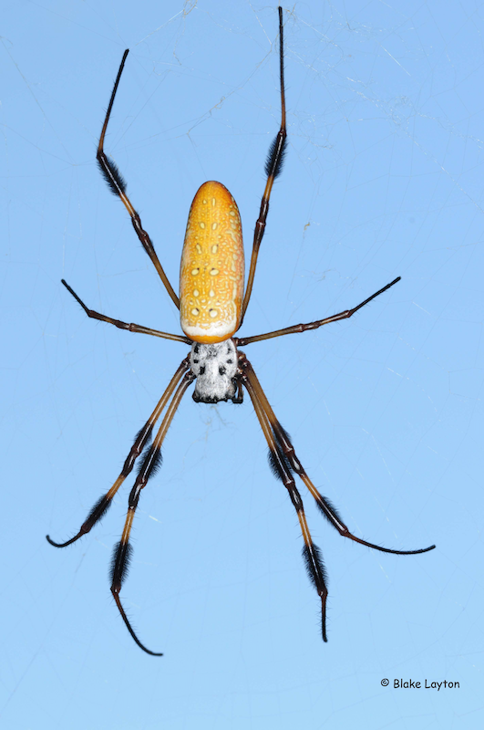 Black-legged Golden Silk Orb-web spider