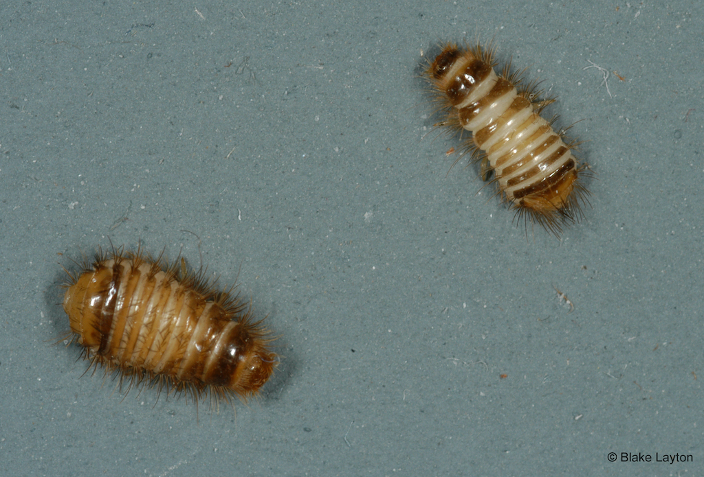 carpet beetle larvae