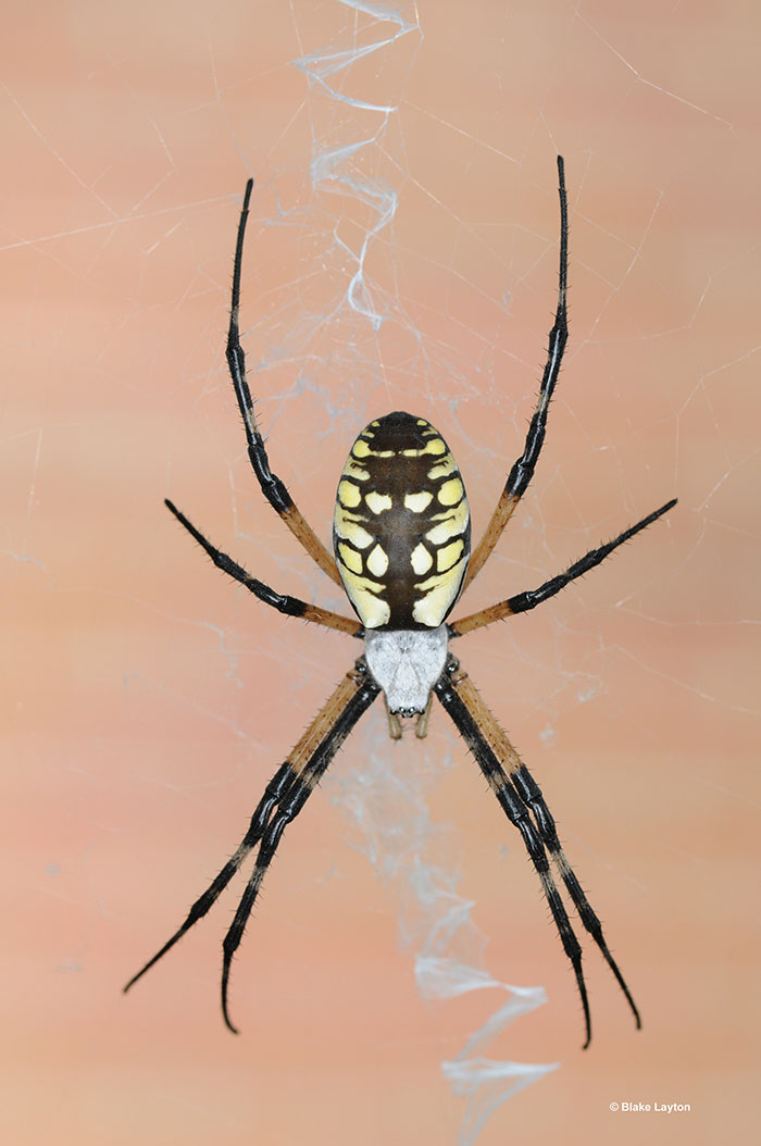 Black and Yellow Garden Spiders - Friend or Foe?