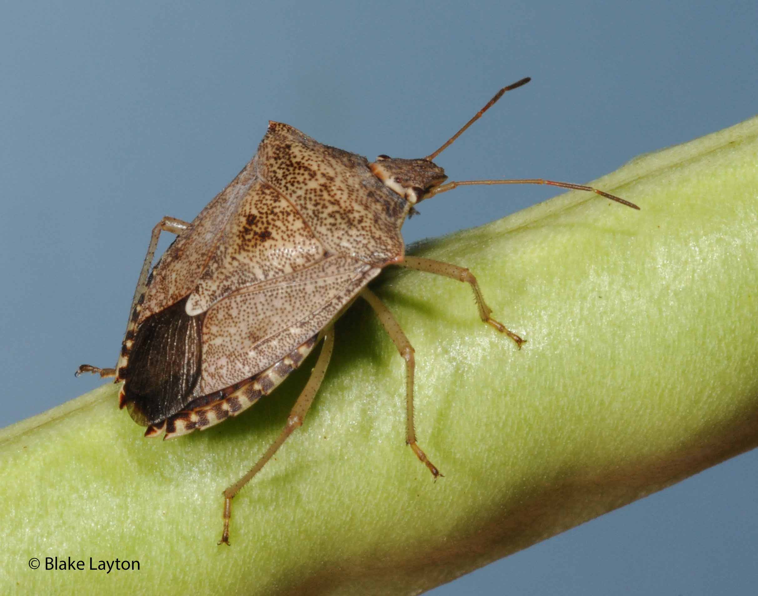 Stink Bug Traps in Gardens may Increase Damage to Tomatoes