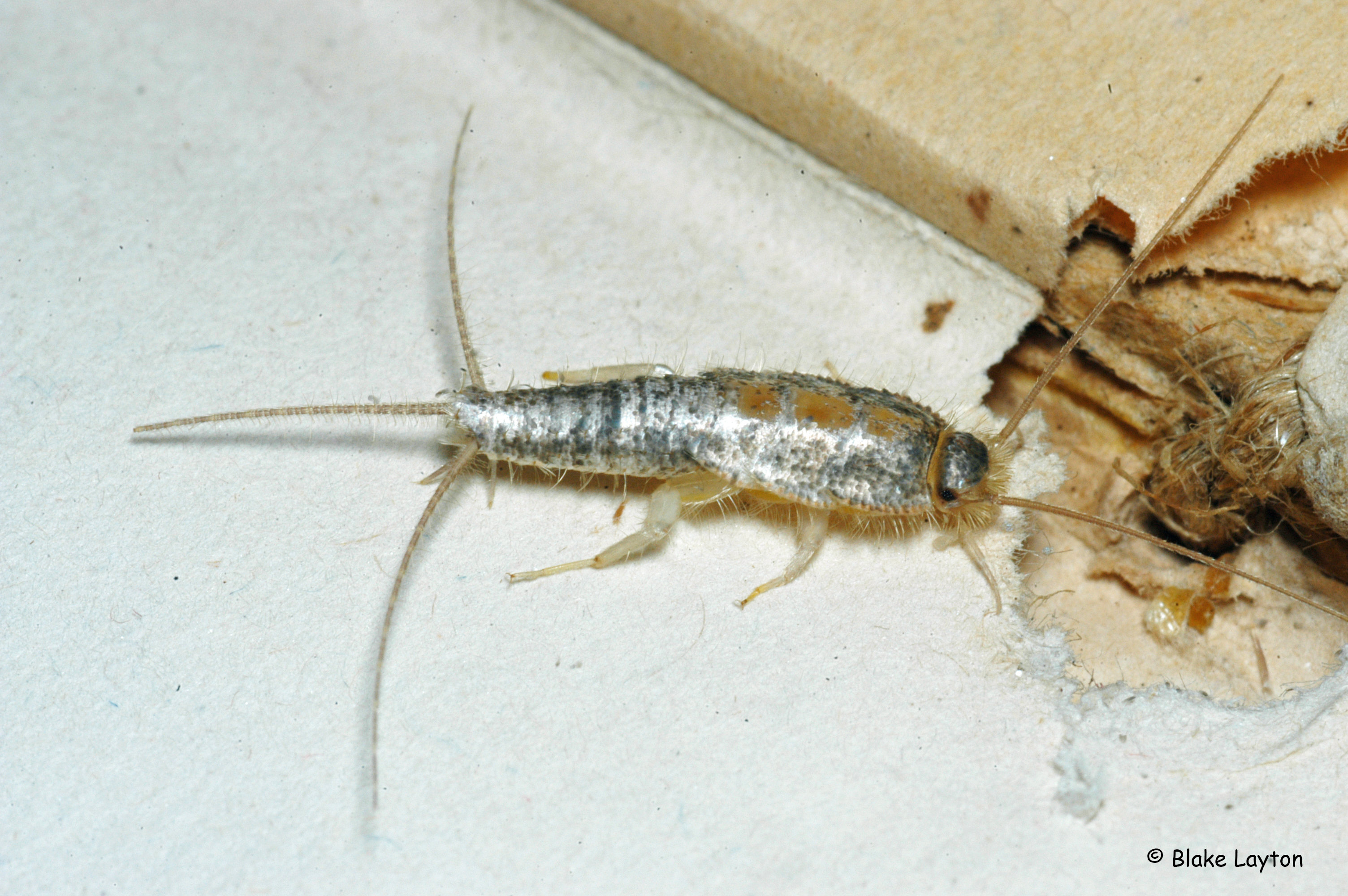Silverfish, Vol. 4, No. 5  Mississippi State University Extension Service