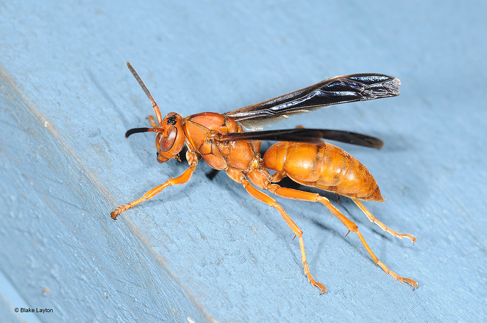 ​ Orange insect with four visible legs and two black wings rests on a light blue surface. 