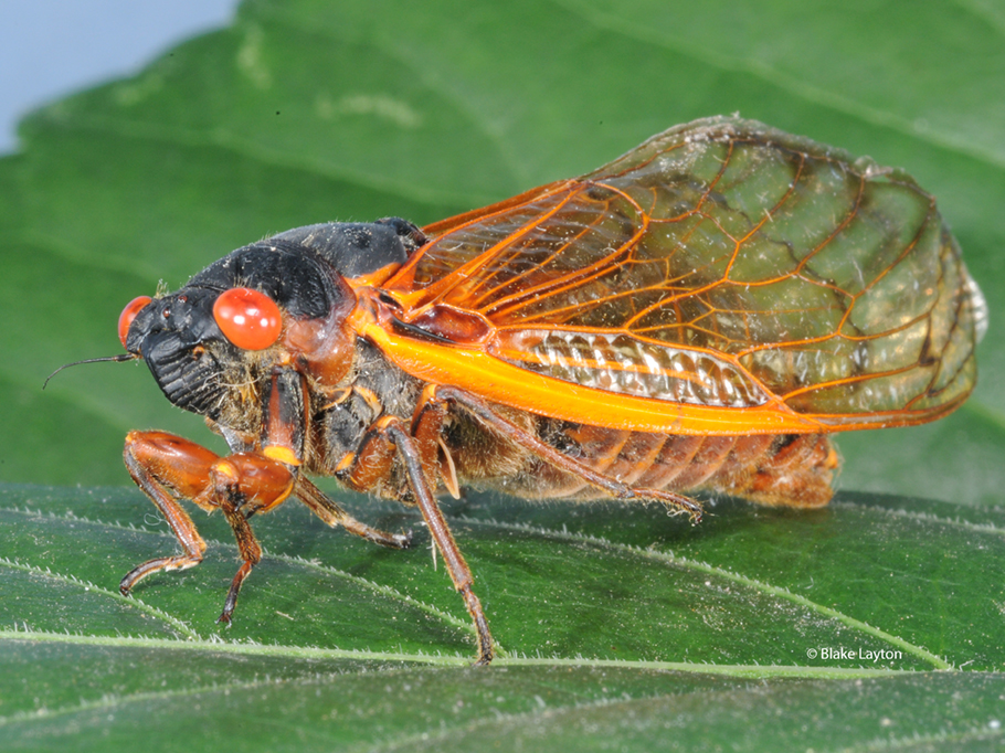 a single adult cicada resting on a leaf.