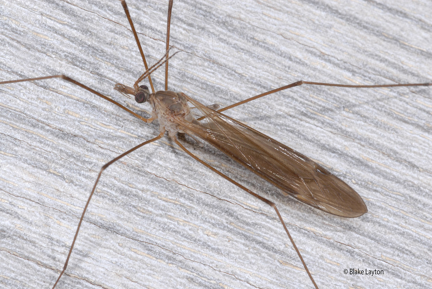 A large, long-legged fly.