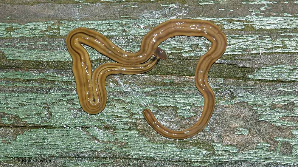 Long brown worm with flat, rectangular head.