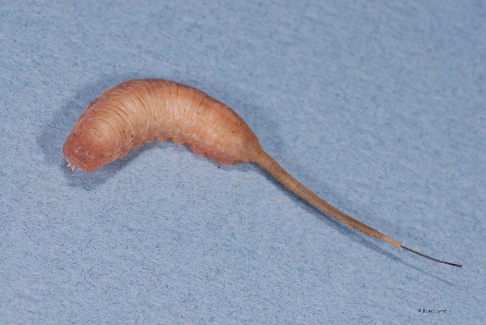 are rat tailed maggots harmful to dogs