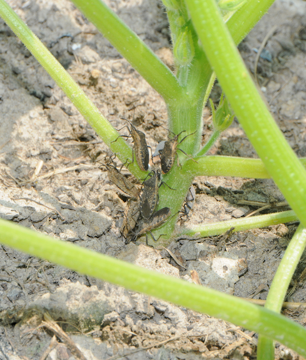 False Oleander Scale, Vol. 5, No. 12  Mississippi State University  Extension Service