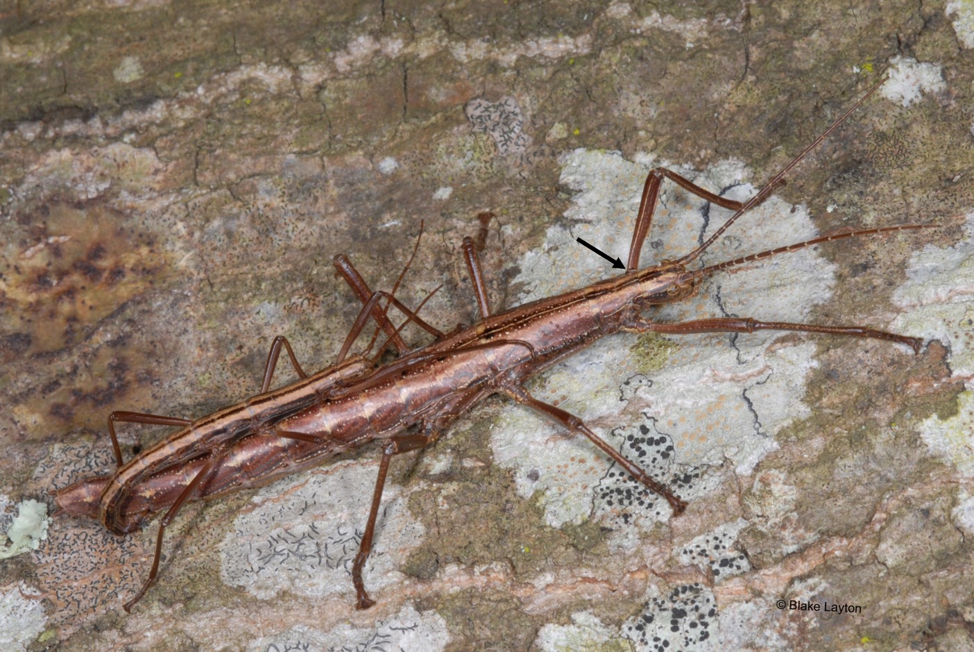 Stick Bugs in Your Yard  Are Stick Bugs Dangerous?