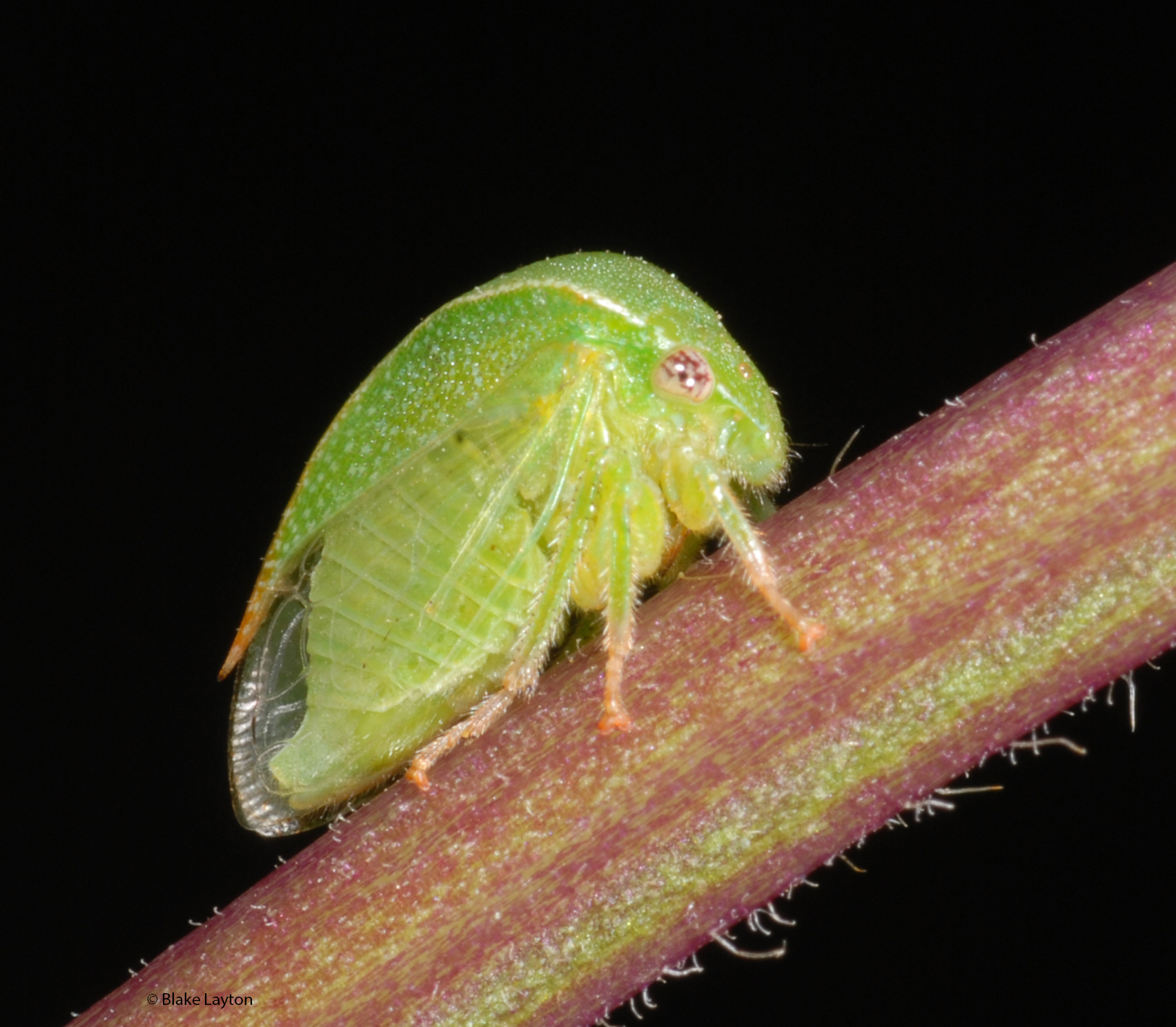Insect Pests of Houseplants  Mississippi State University Extension Service