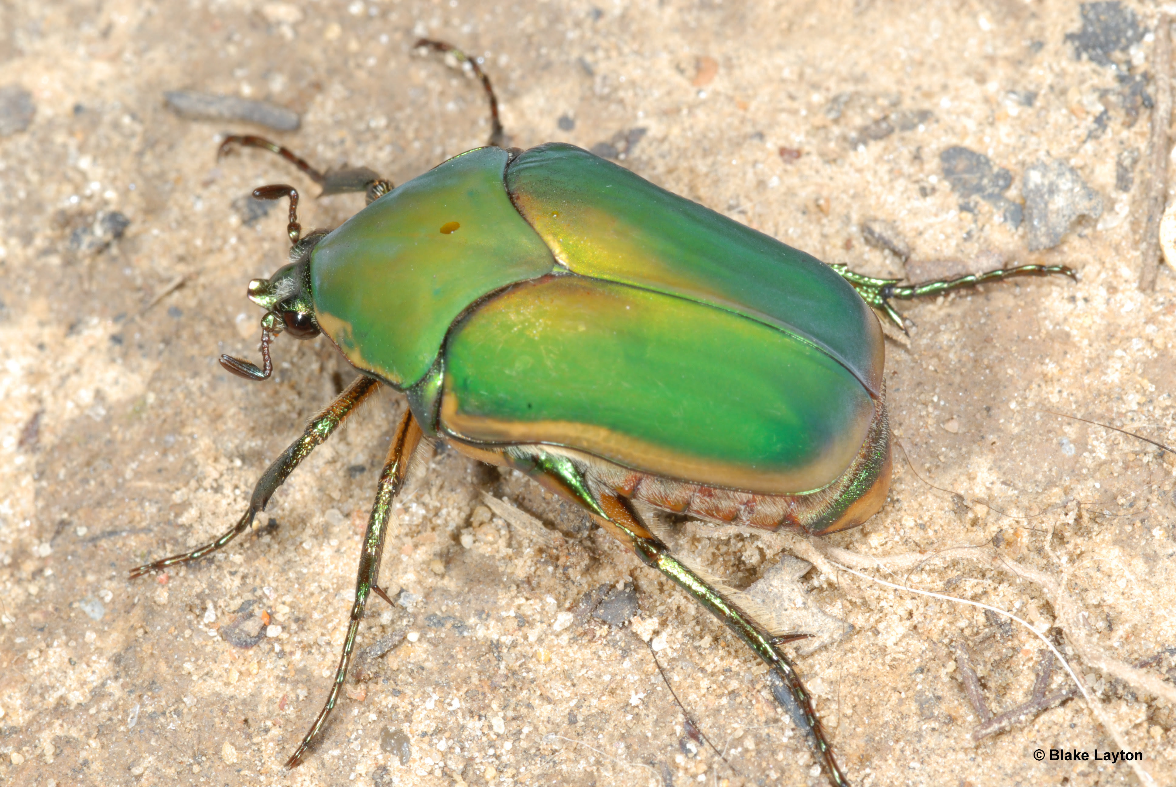 green june beetle life cycle