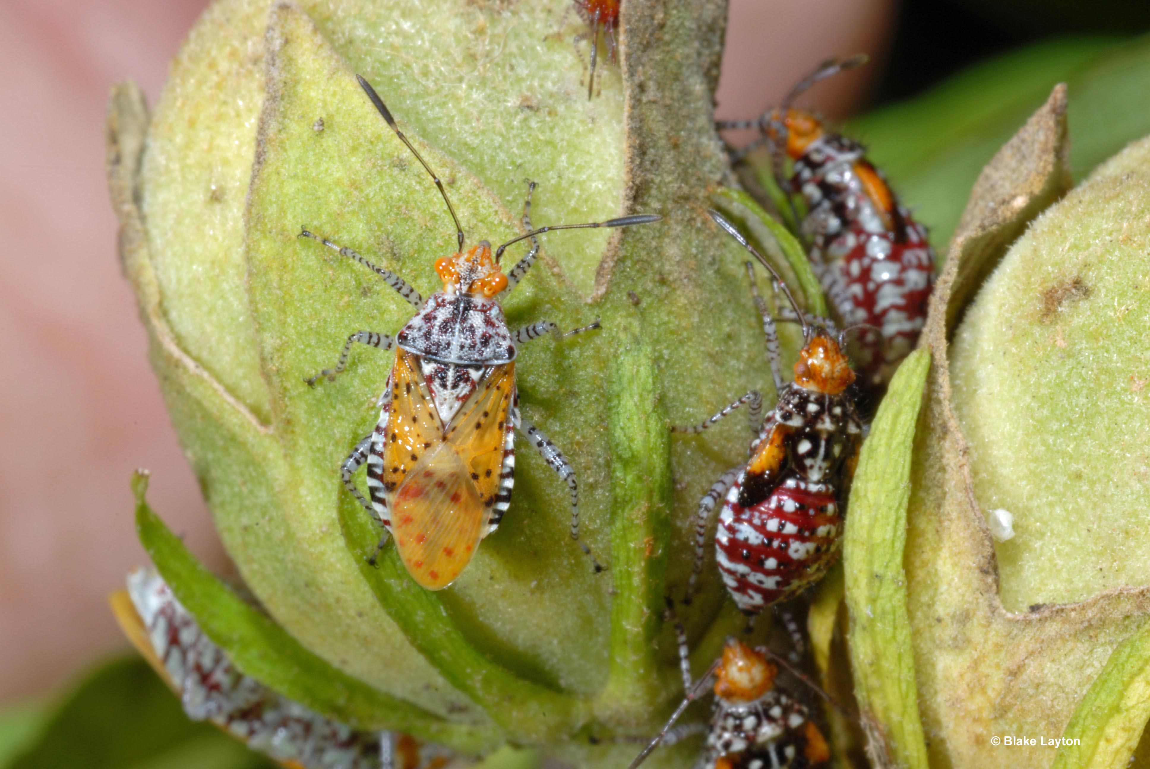 Hibiscus Plant Bug, Vol. 5, No. 29 | Mississippi State University Extension  Service