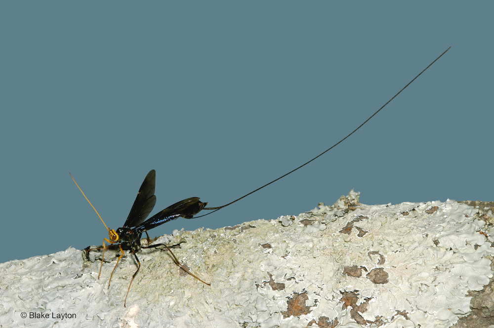 types of winged ants with long stingers