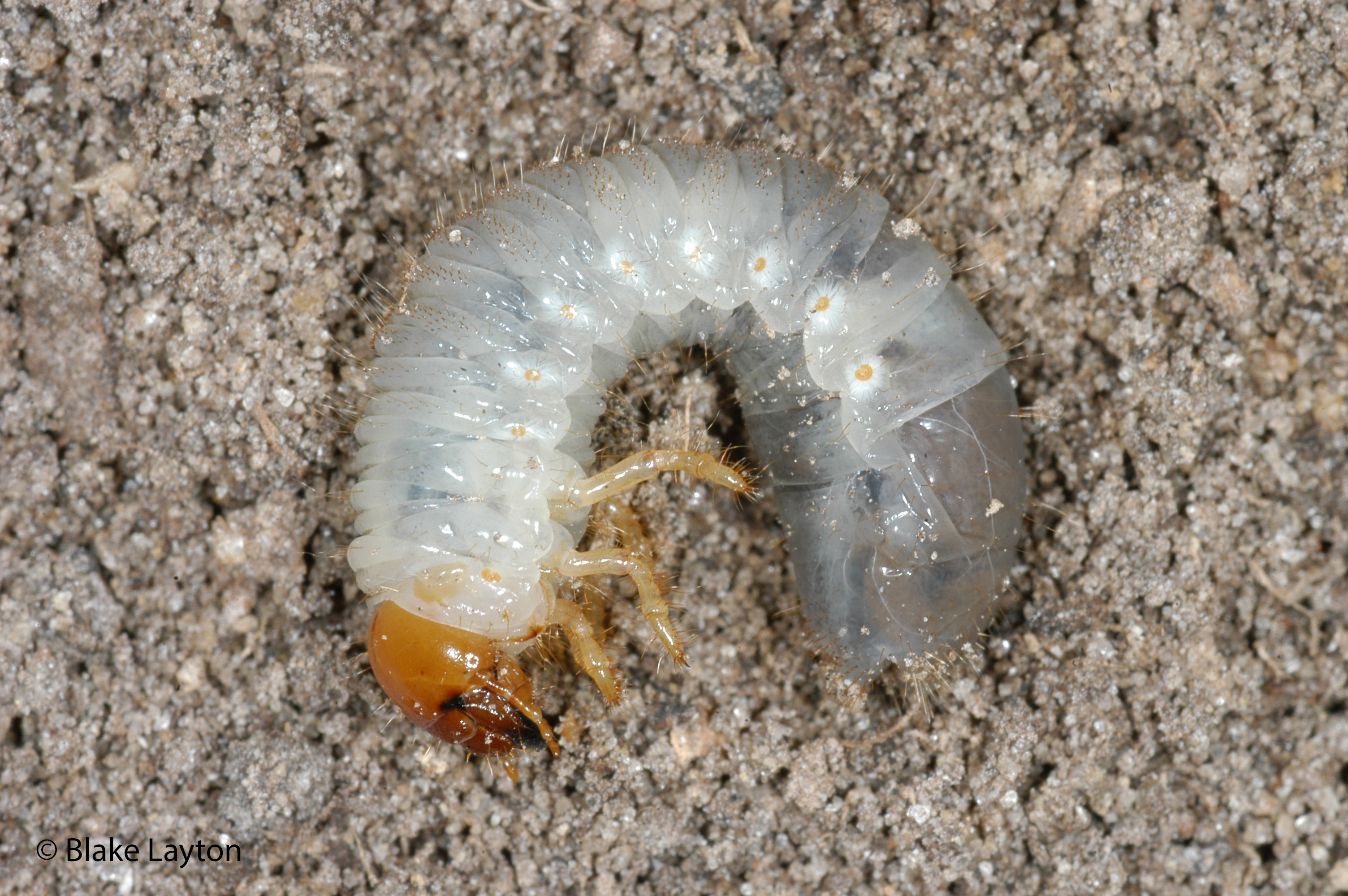 White Grubs Vol. 5, No. 9  Mississippi State University Extension Service