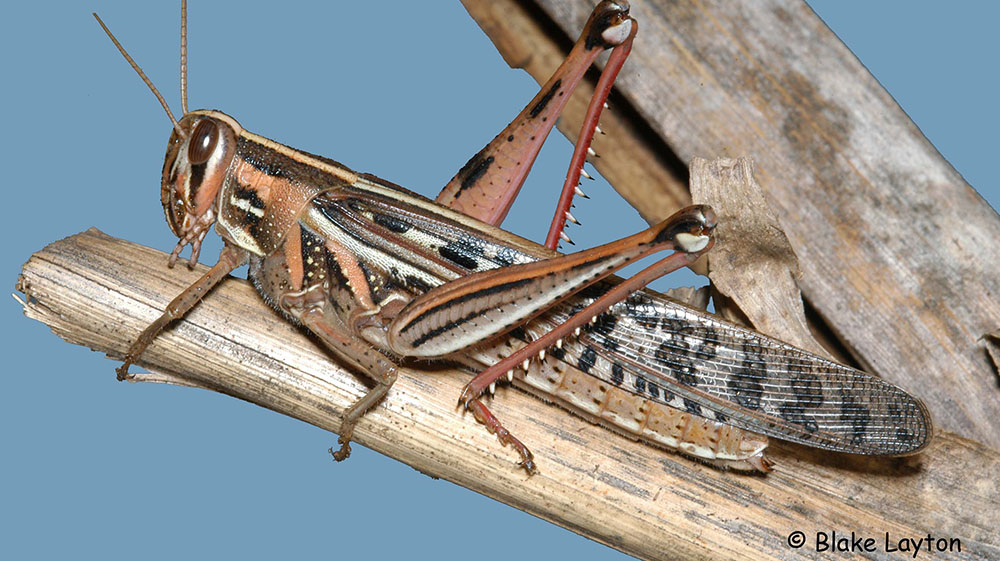 a large grasshopper resting on a corn stalk