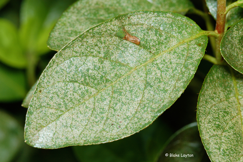 a leaf showing azalea lace bug symptoms.